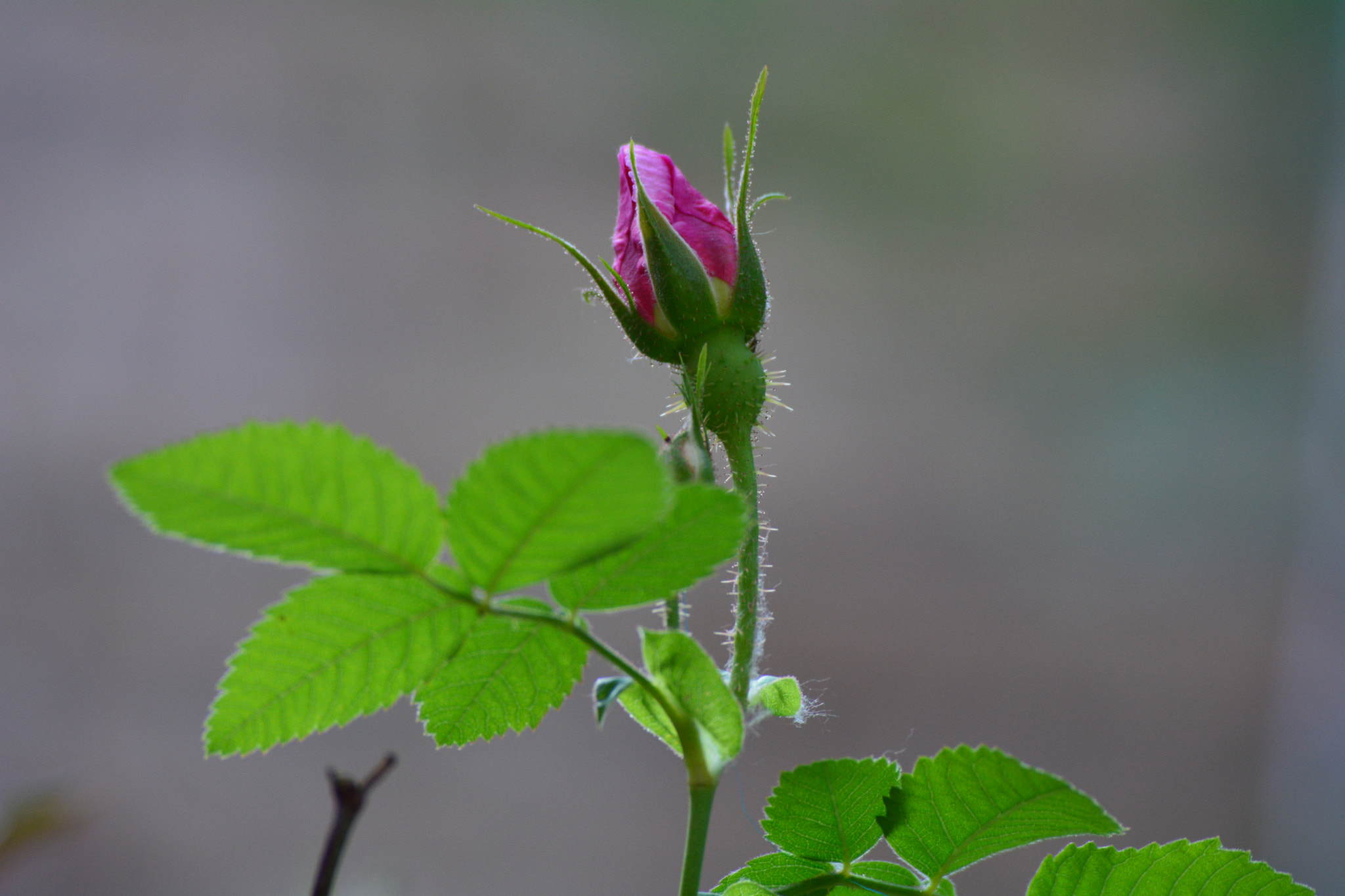 Nikon D5200 sample photo