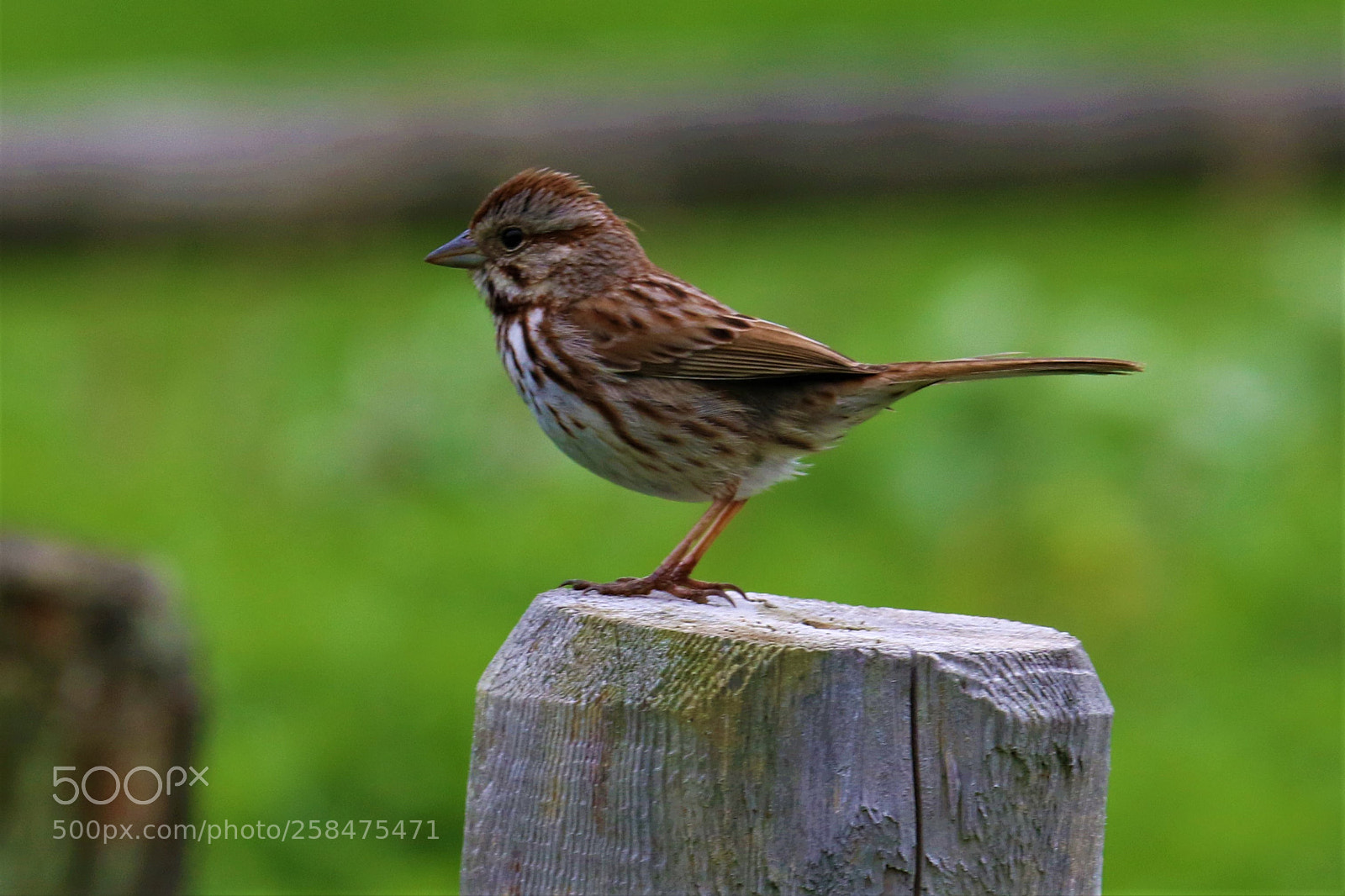 Canon EOS 7D Mark II sample photo. Bird on a post photography