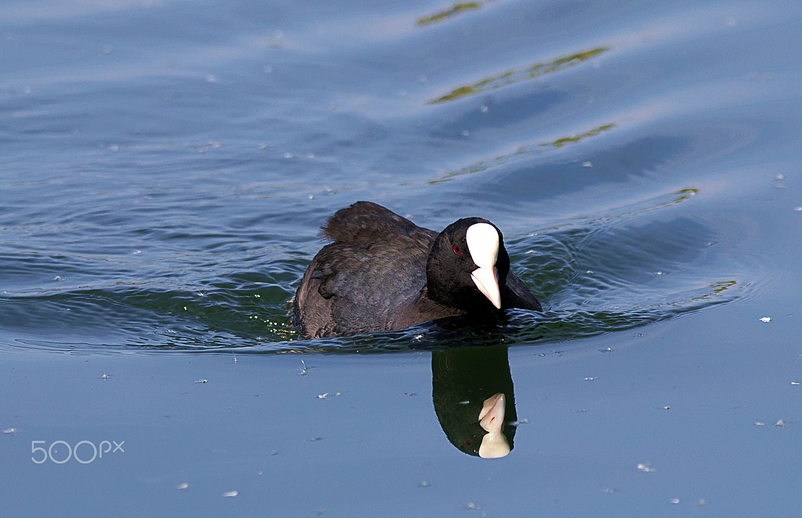 Sigma 150-600mm F5-6.3 DG OS HSM | C sample photo. Coot photography