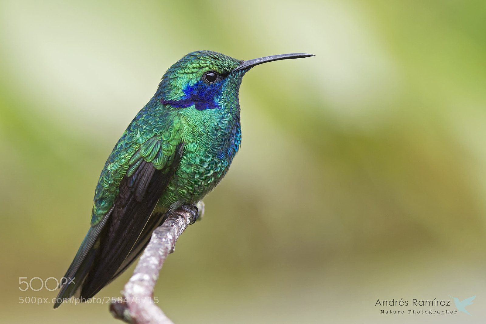 Canon EOS 7D sample photo. Lesser violetear (colibri cyanotus) photography