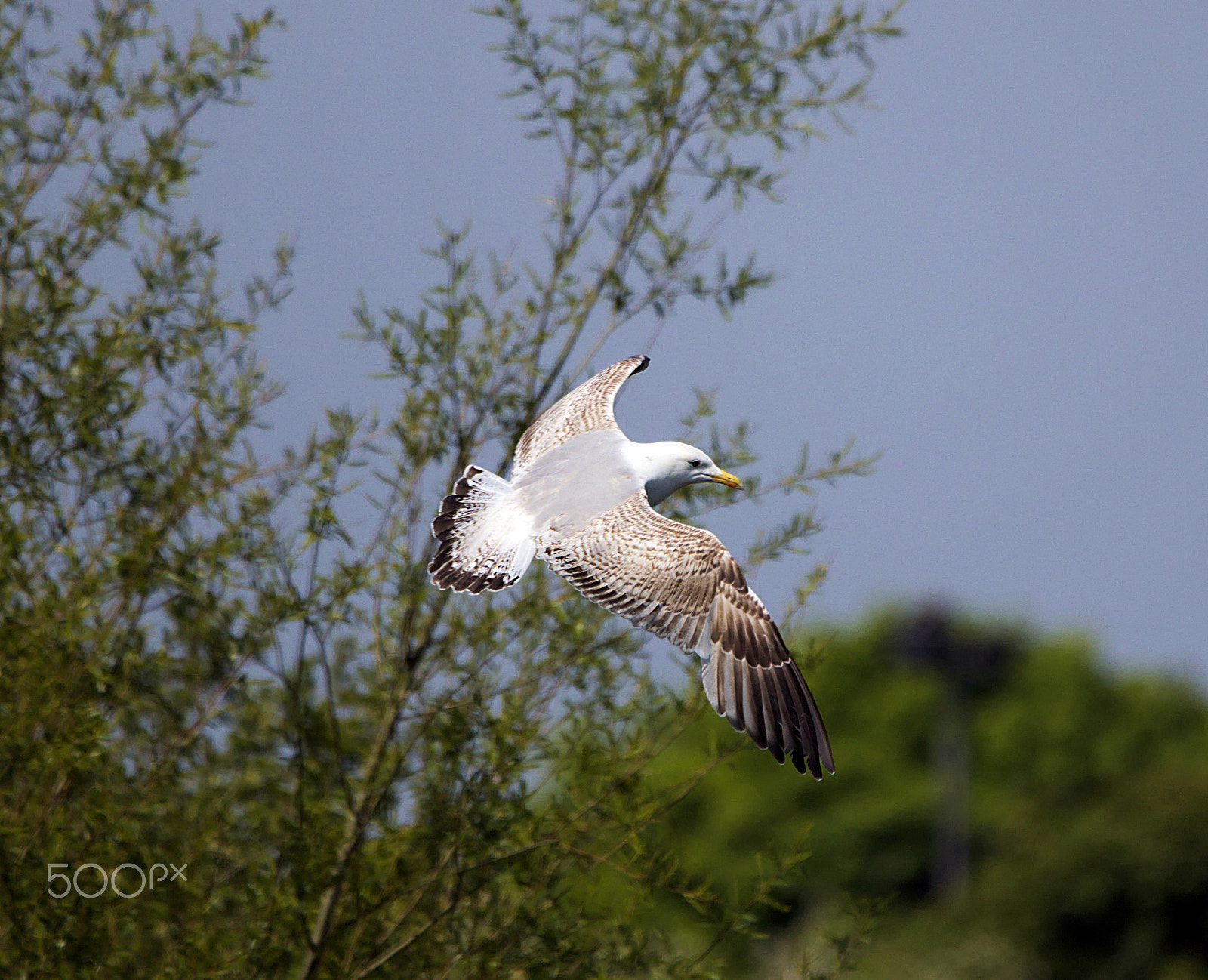 Sigma 150-600mm F5-6.3 DG OS HSM | C sample photo. Seagull flying photography