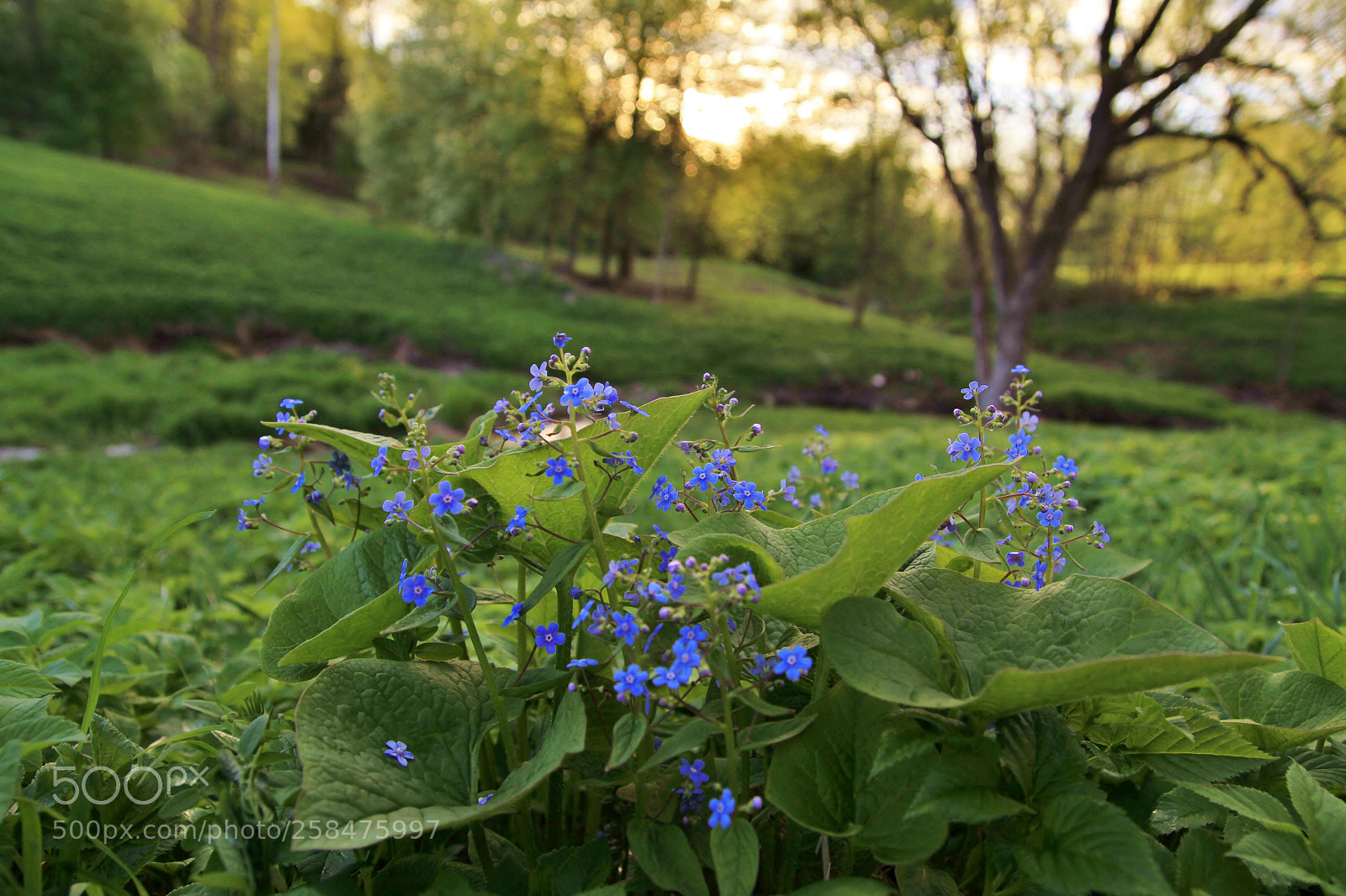 Canon EOS 7D sample photo. Низабудки photography