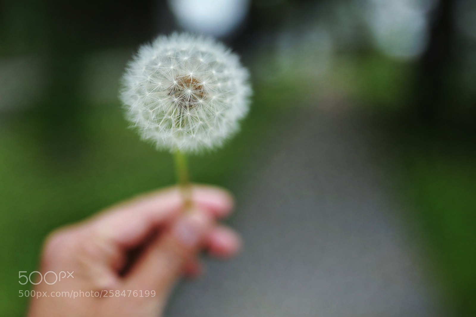Canon EOS 5DS R sample photo. Wanna blow it ?? photography