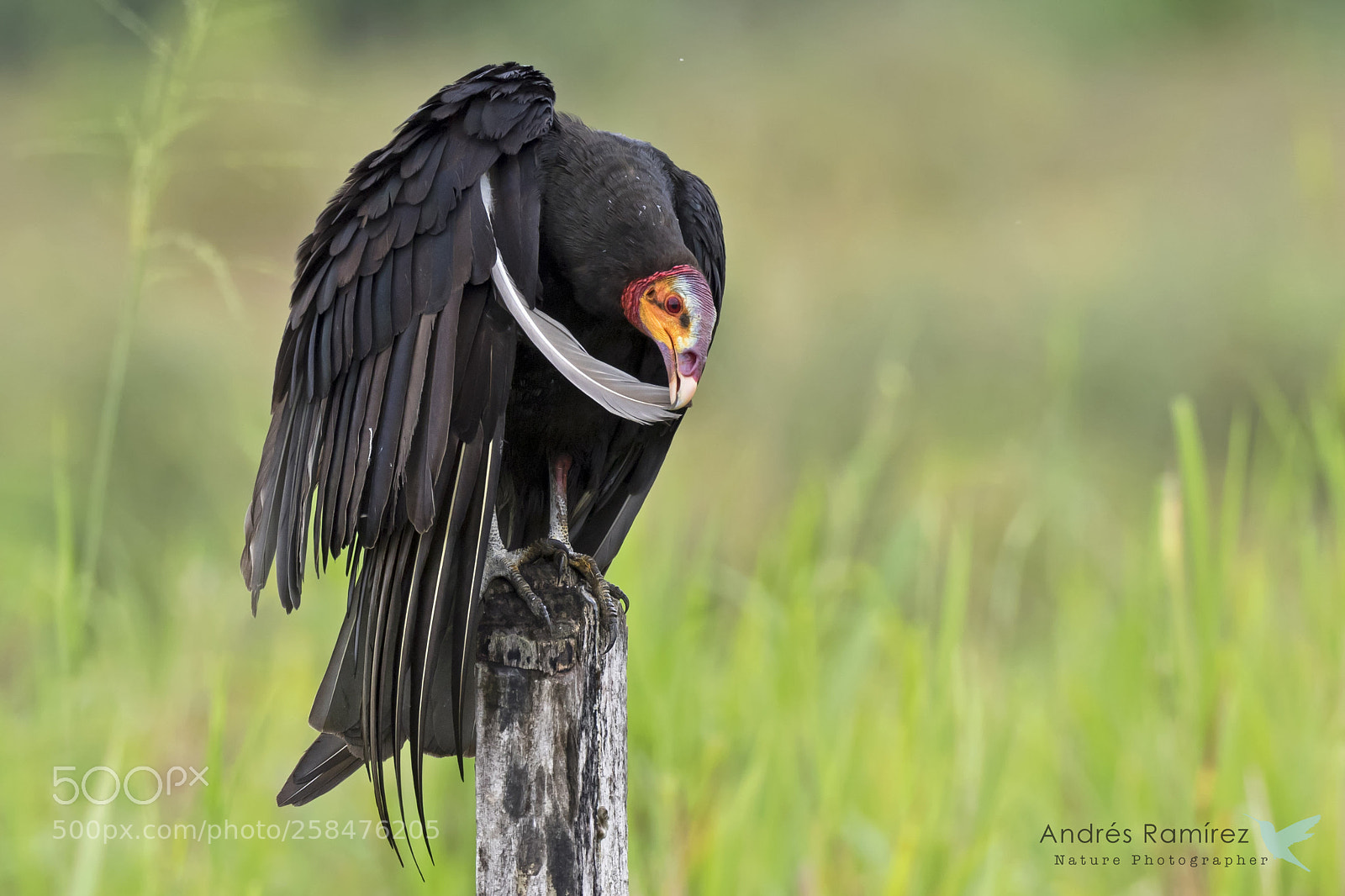 Canon EOS 7D Mark II sample photo. Lesser yellow-headed vulture c photography