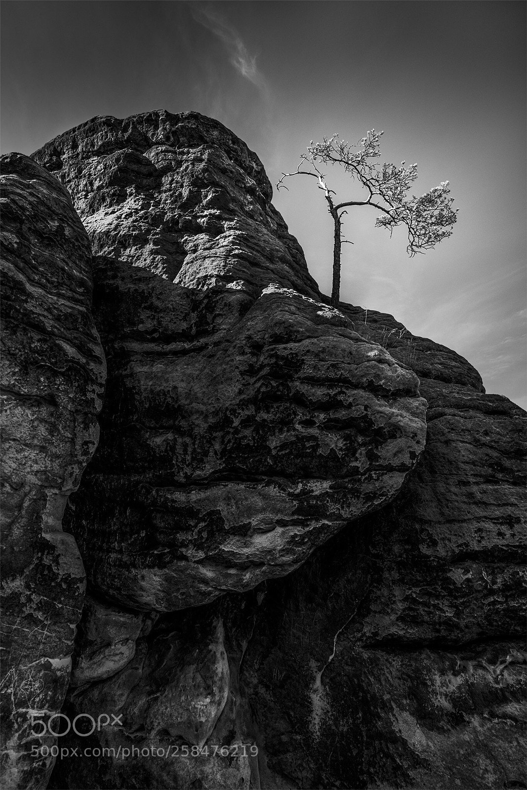 Sony a7R II sample photo. Tree photography