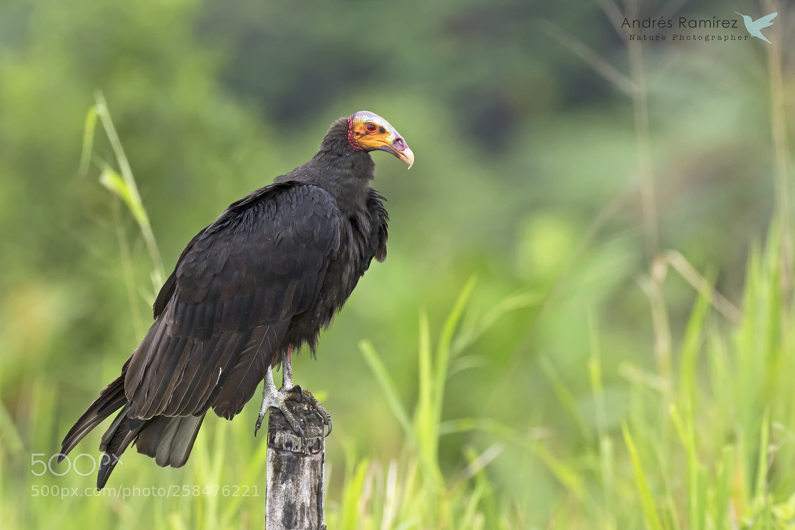 Canon EOS 7D Mark II sample photo. Lesser yellow-headed vulture c photography