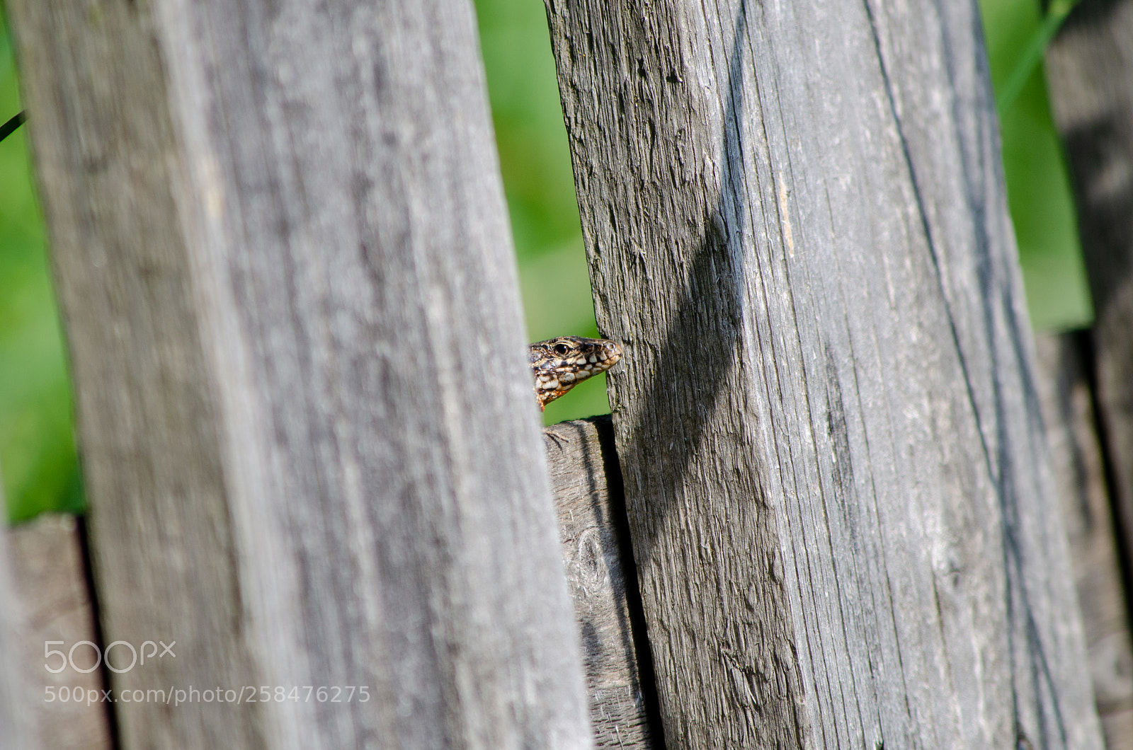 Nikon D5100 sample photo. Looking at you #2 photography