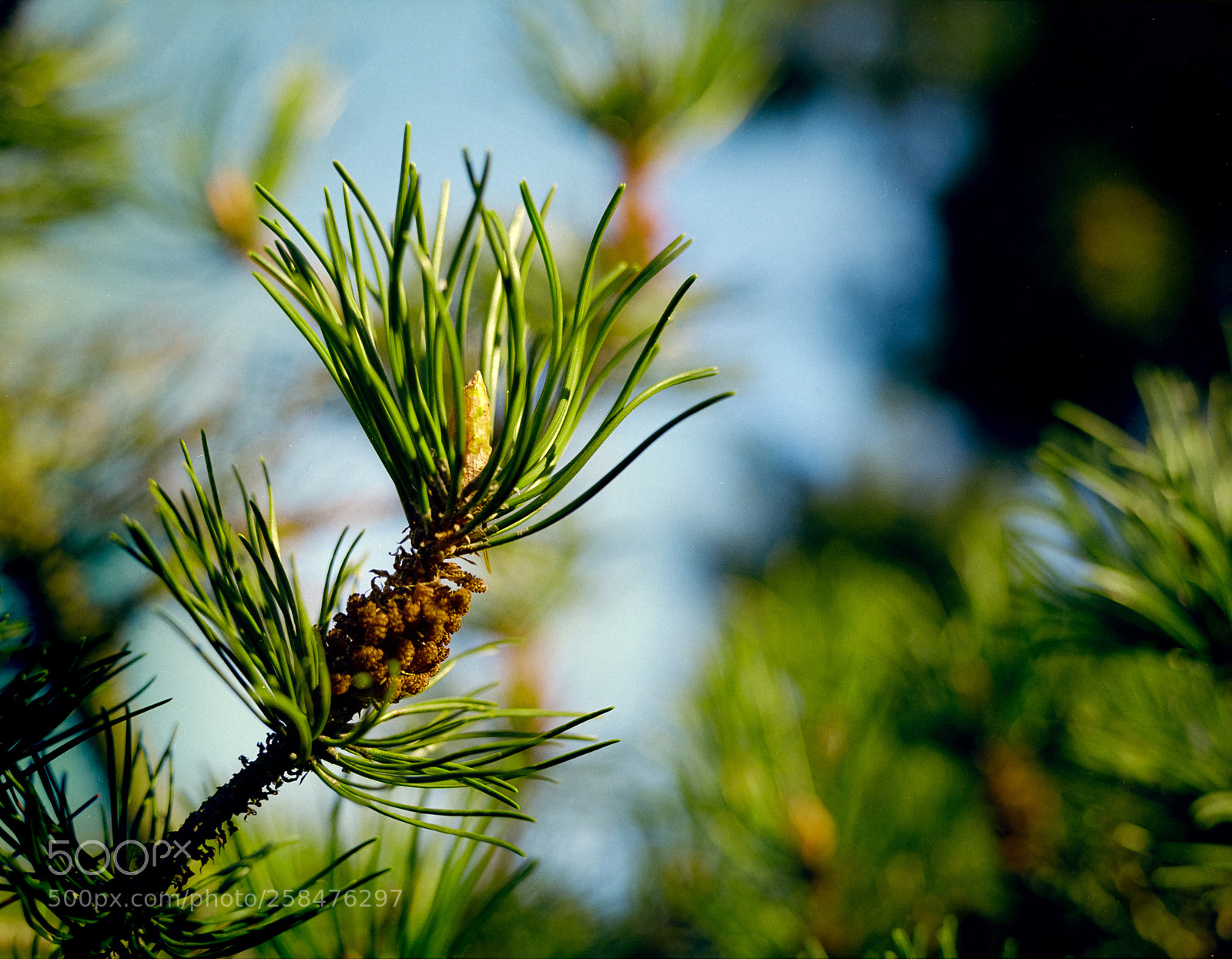 Nikon D700 sample photo. Pine - color photography