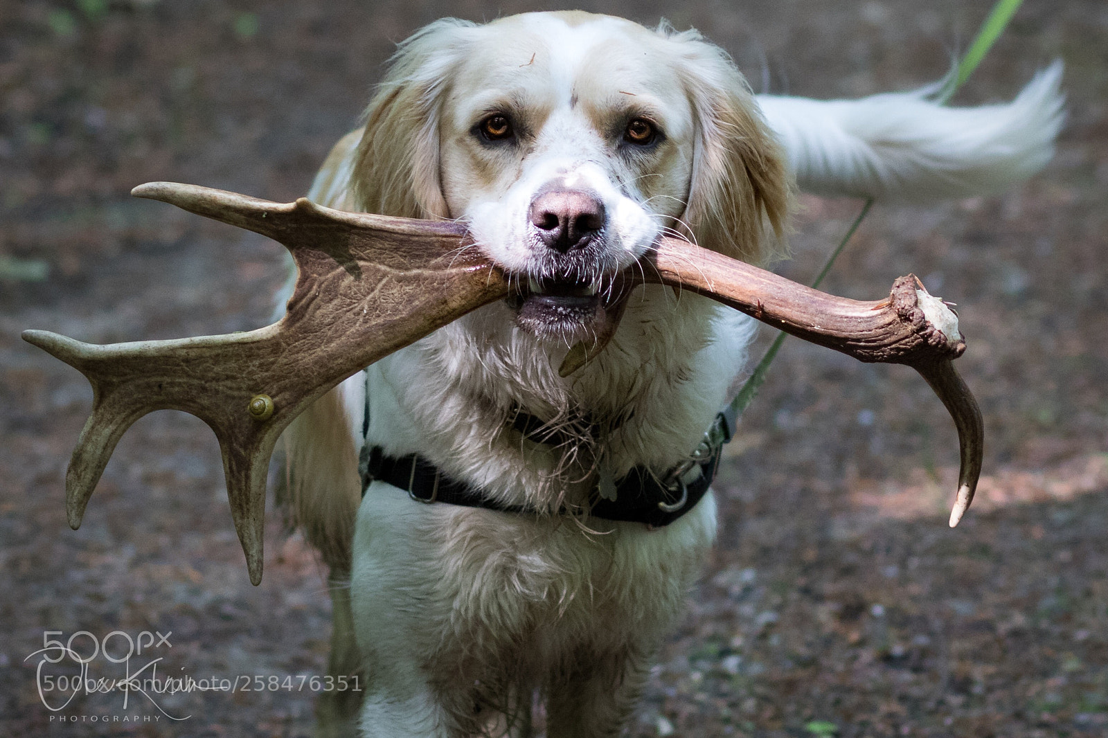 Canon EOS 7D Mark II sample photo. Rex found a.....? photography