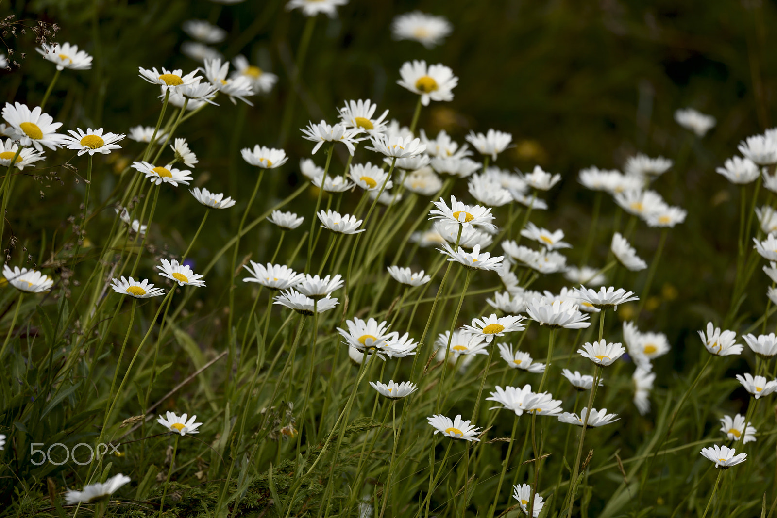 Nikon D750 + Nikon Nikkor AF-S 300mm F4E PF ED VR sample photo. Daisies photography