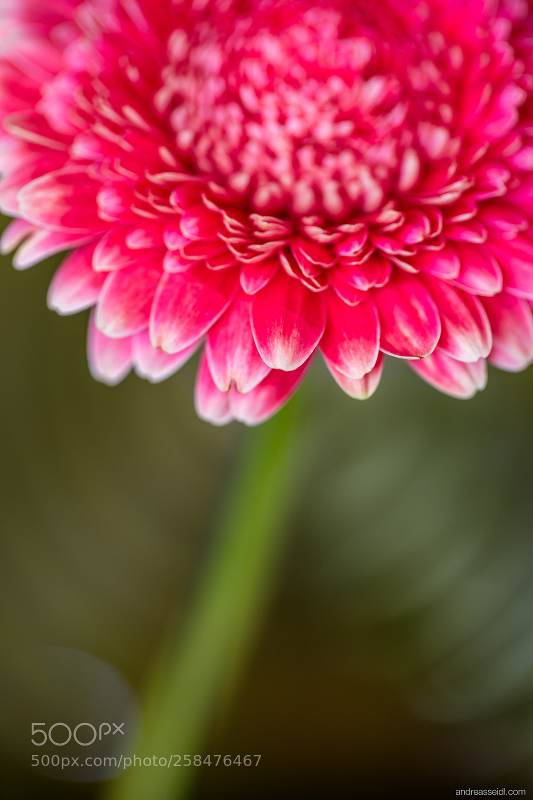 Sony a7 sample photo. Gerbera ii photography