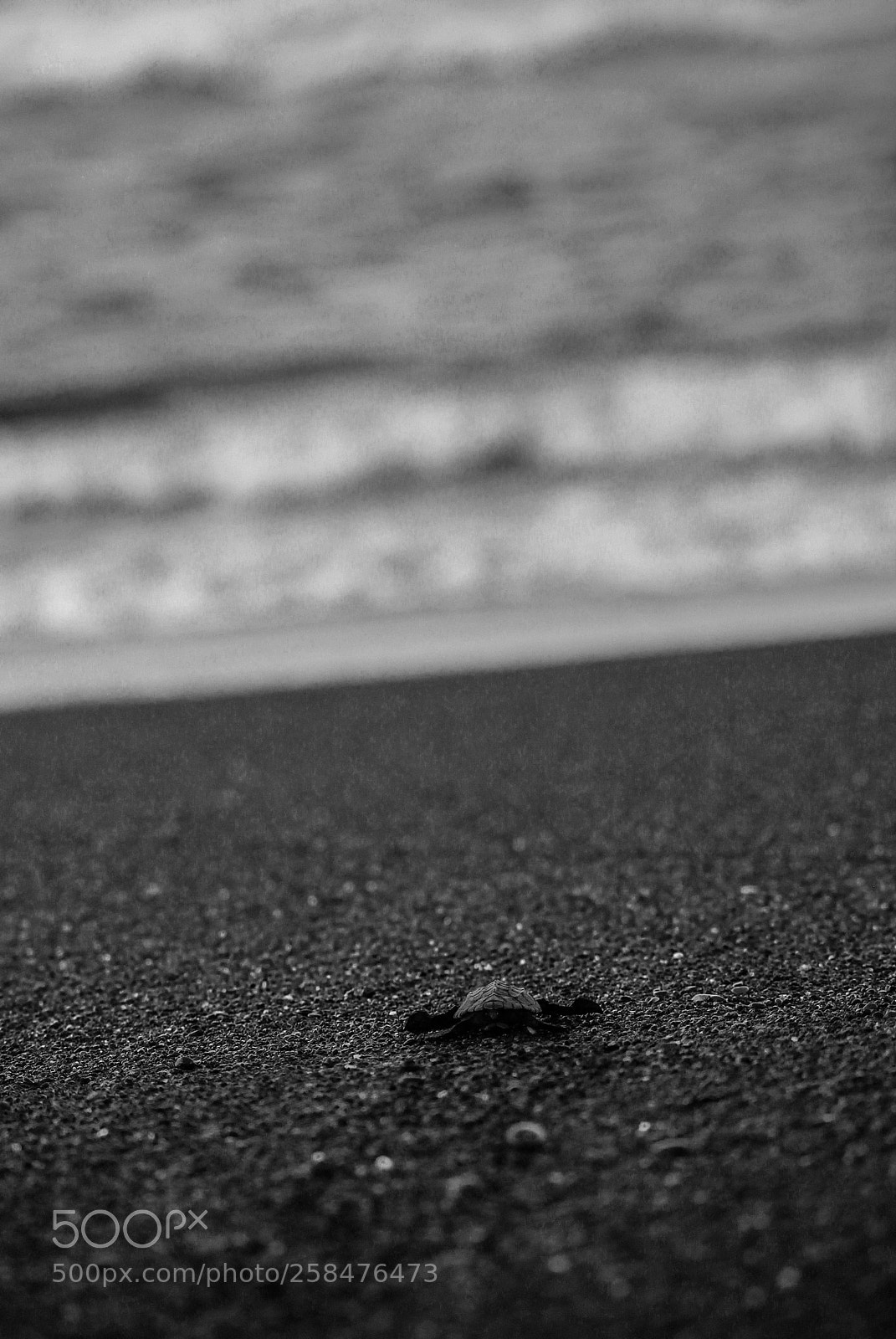 Canon EOS 1100D (EOS Rebel T3 / EOS Kiss X50) sample photo. Fear of loneliness photography