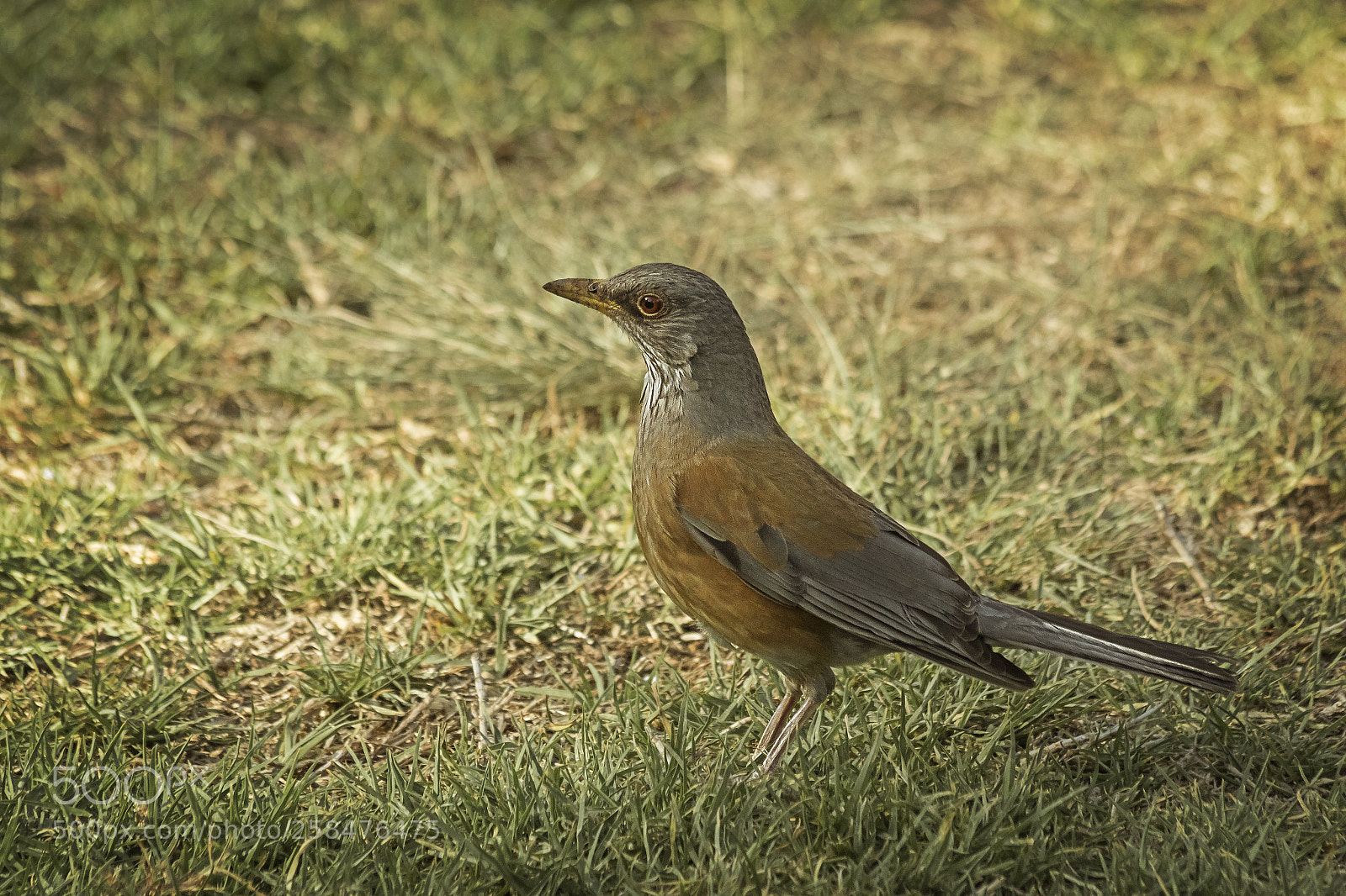 Canon EOS 7D Mark II sample photo. Spring bird photography