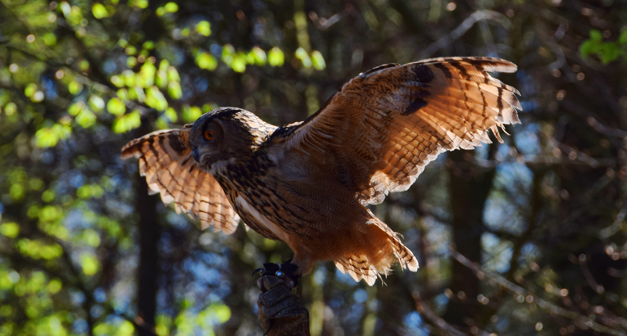 Nikon AF-S Nikkor 70-200mm F2.8G ED VR II sample photo. Spread your wings photography
