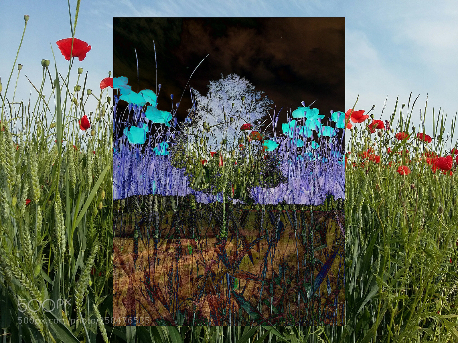 Samsung Galaxy Grand Prime sample photo. Poppy field photography