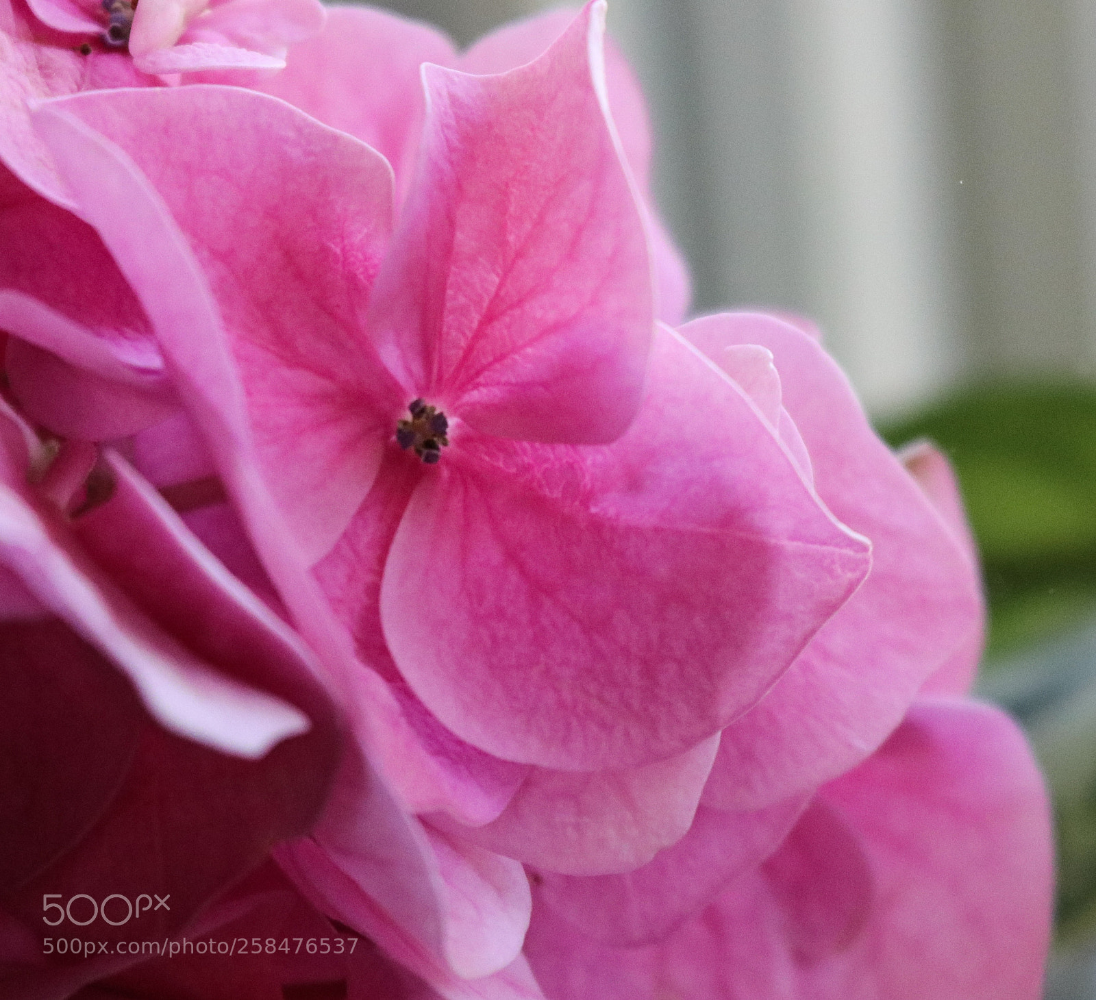 Canon EOS 80D sample photo. Rêverie photography