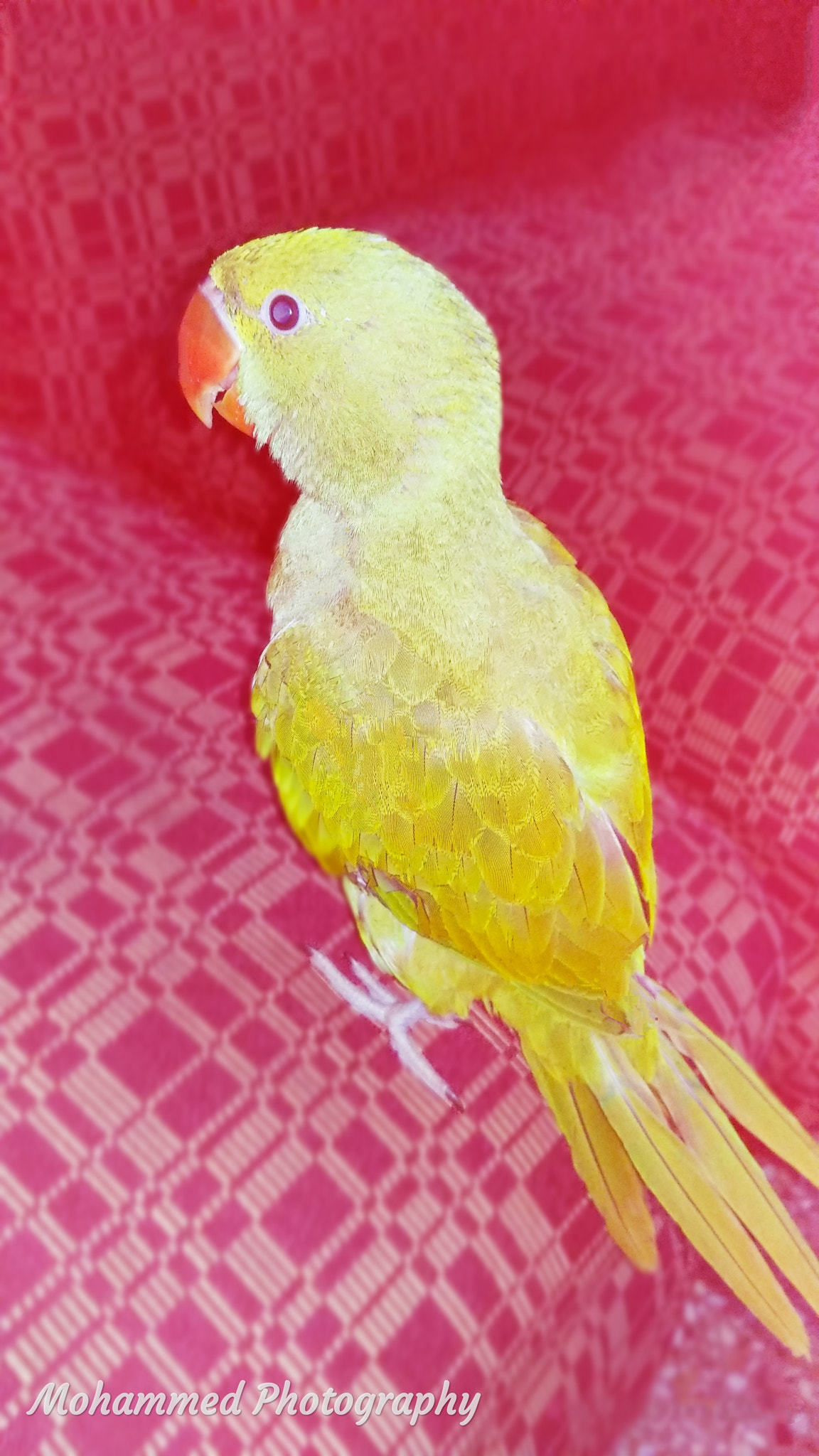Xiaomi MI MAX 2 sample photo. Natures baby son. photography