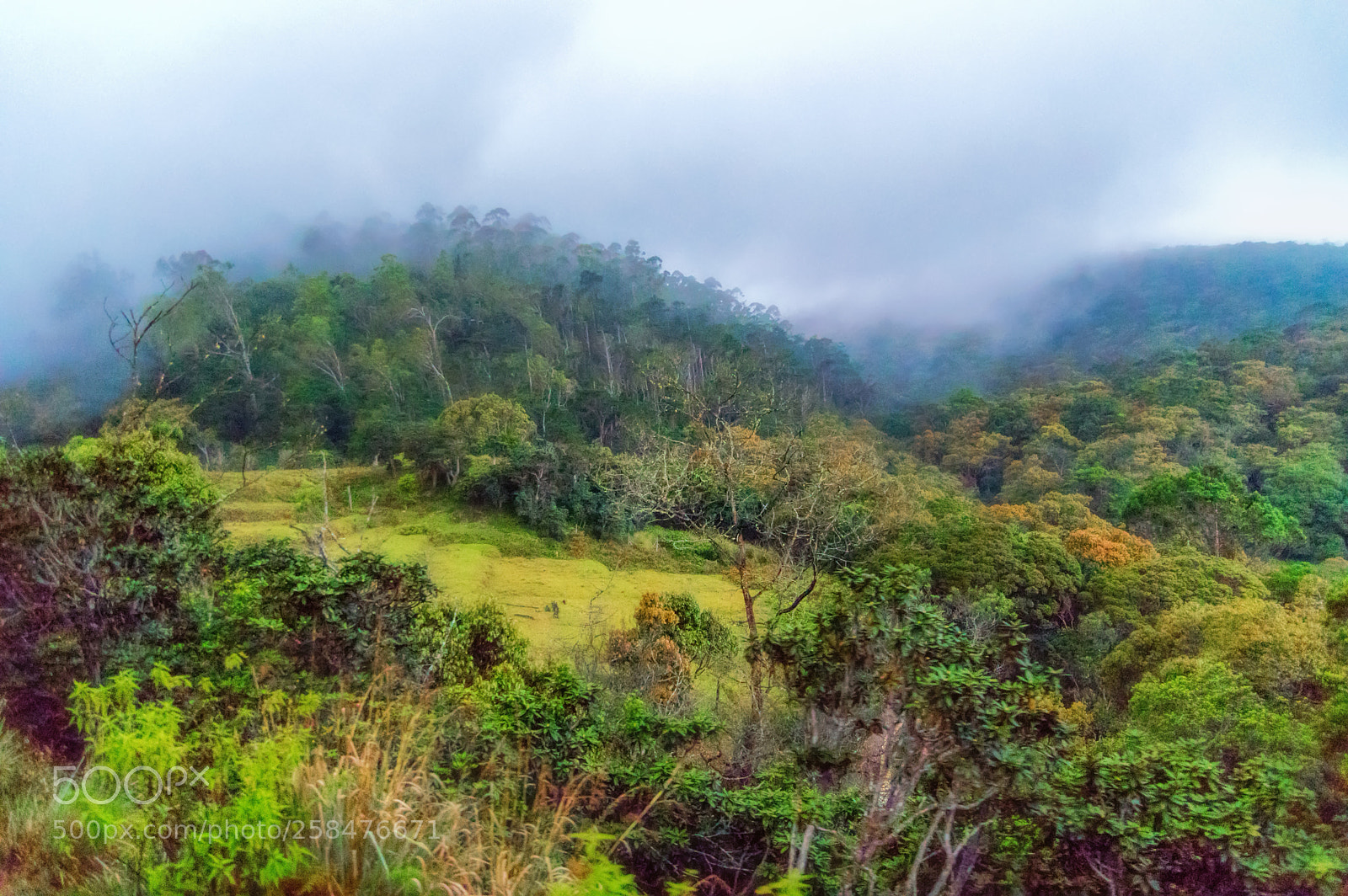 Pentax K-3 sample photo. Forests in sri lanka. photography