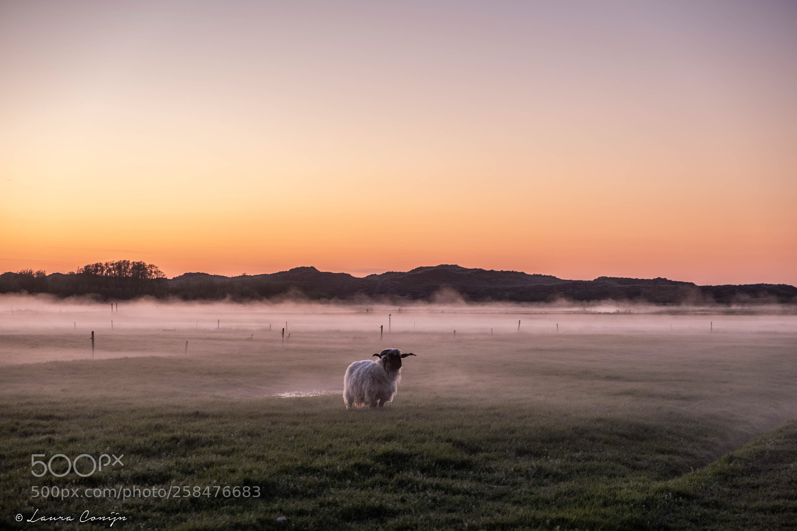 Fujifilm X-T20 sample photo. The lonely sheep in photography