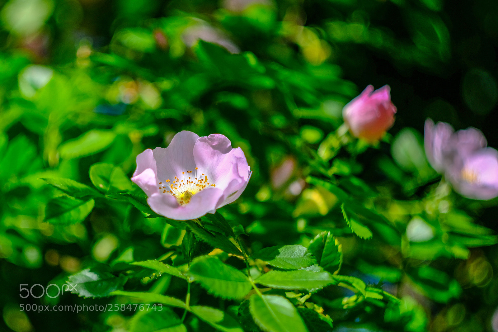 Fujifilm X-T20 sample photo. Helioflower photography
