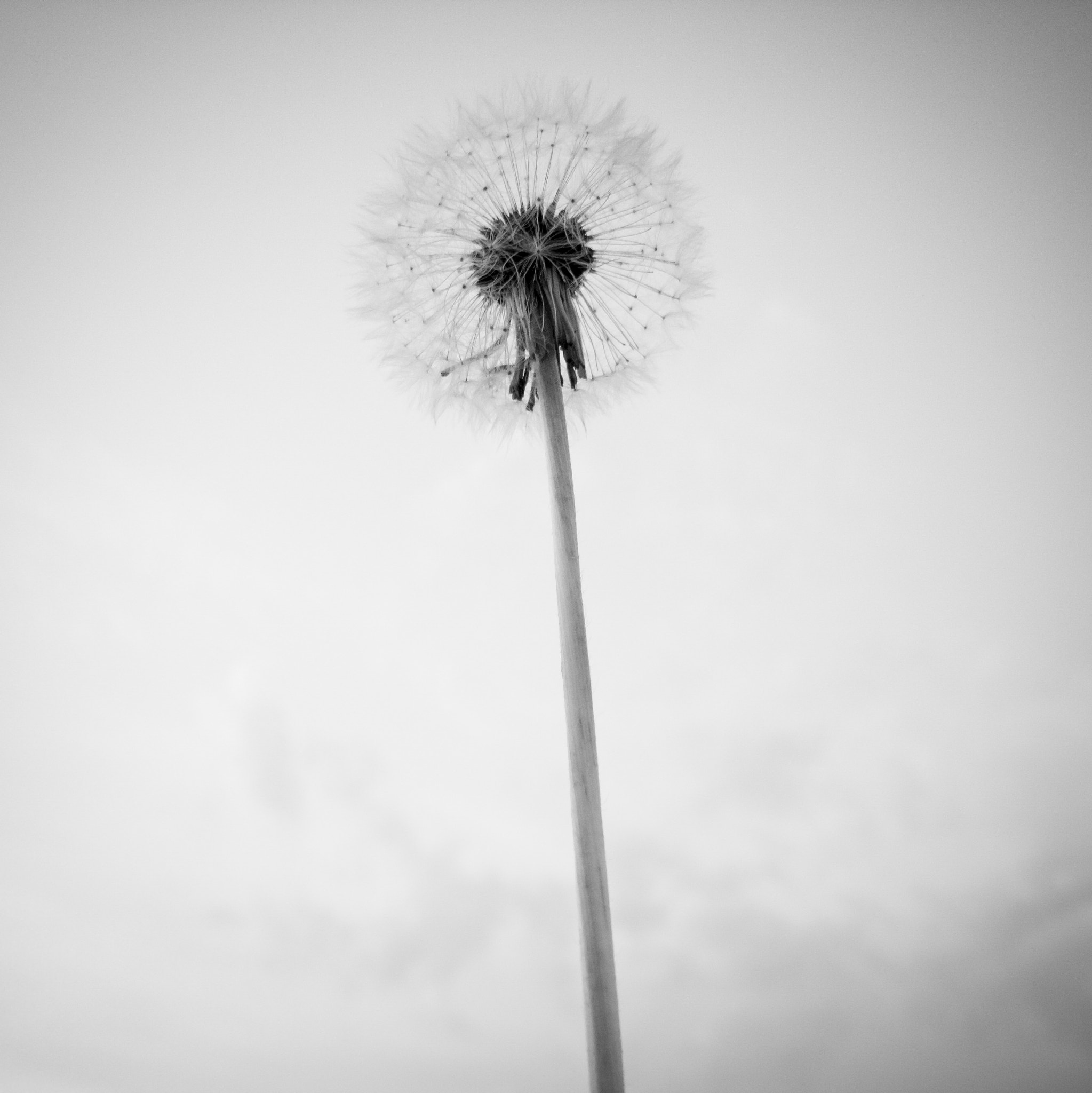 LG V30 sample photo. Field work photography