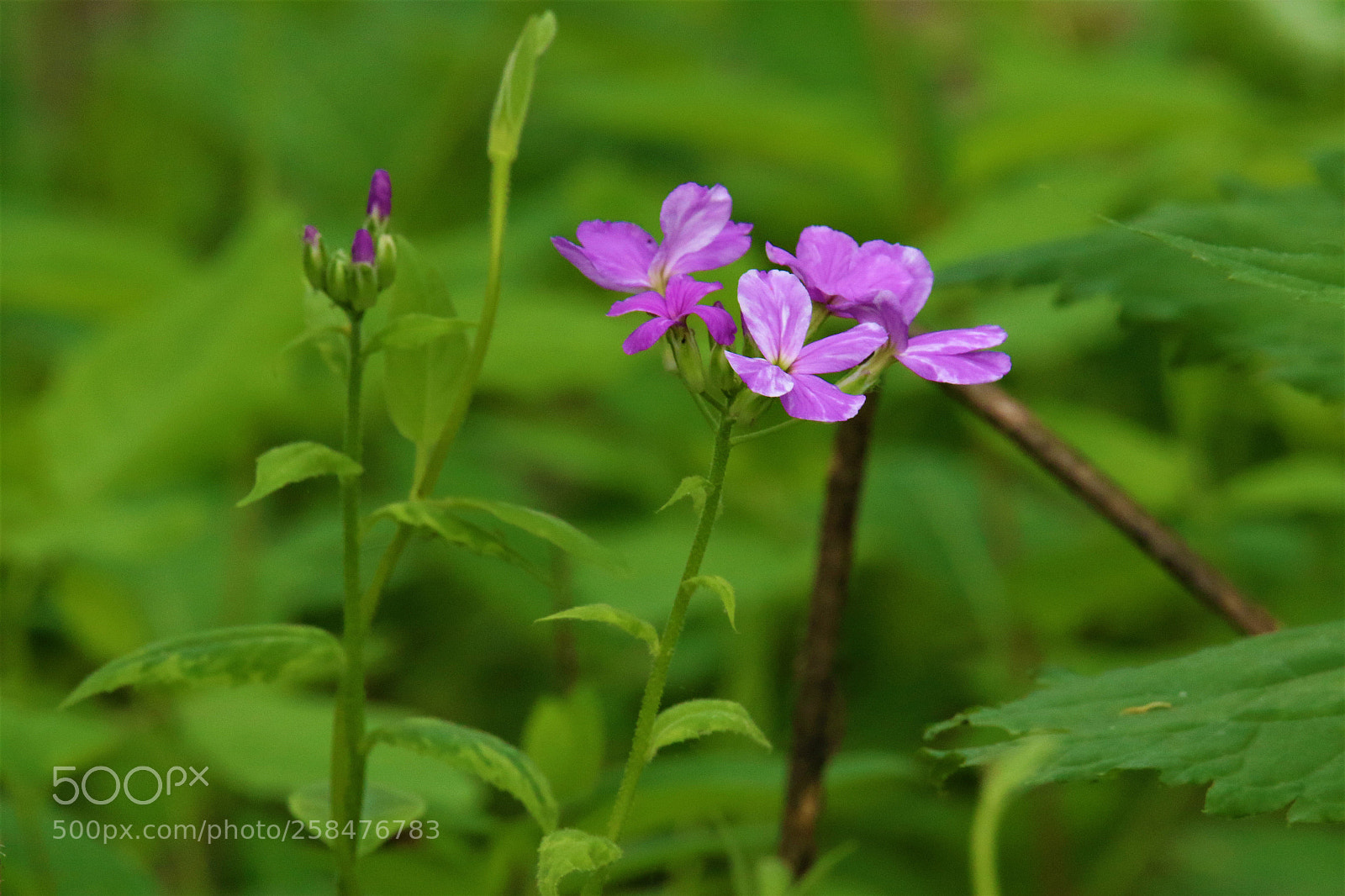 Canon EOS 7D Mark II sample photo. Purple passion photography