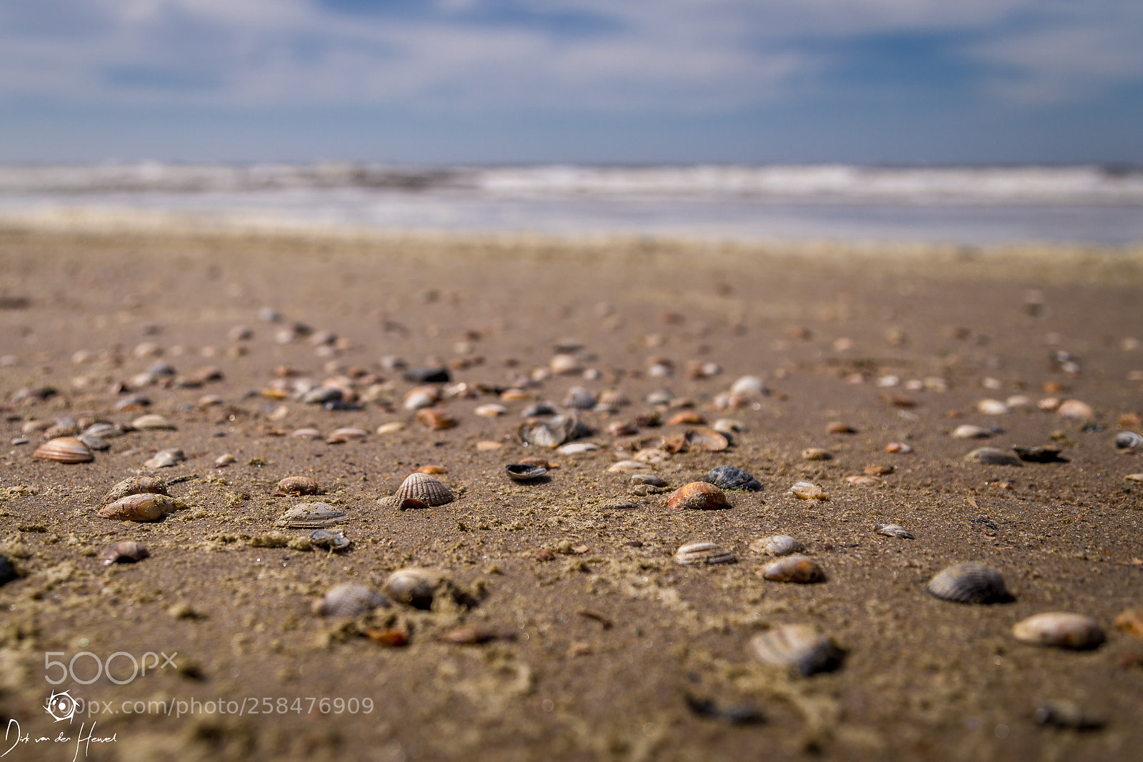Canon EOS 6D sample photo. Dutch sea shells photography
