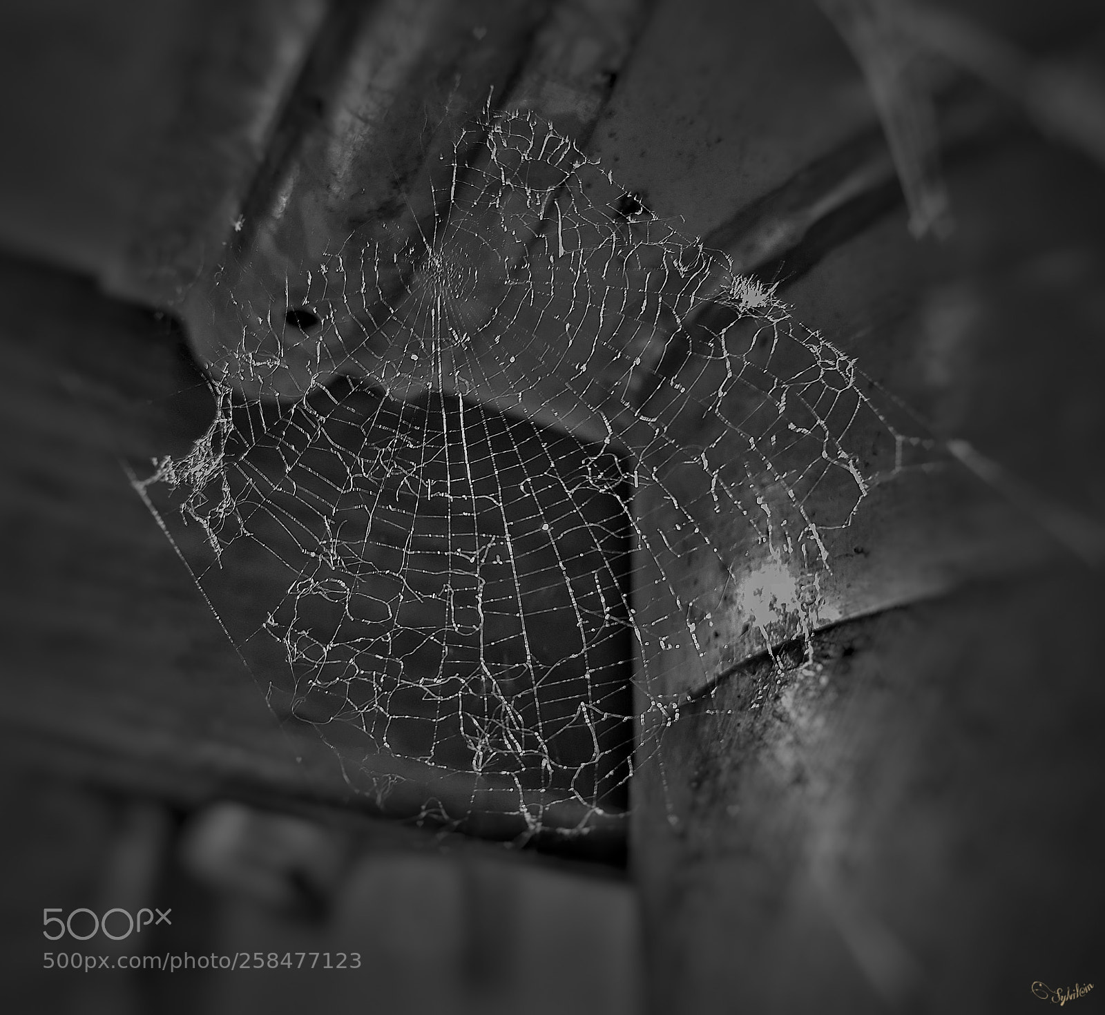 Samsung Galaxy S7 Edge sample photo. Toile d'araignée photography
