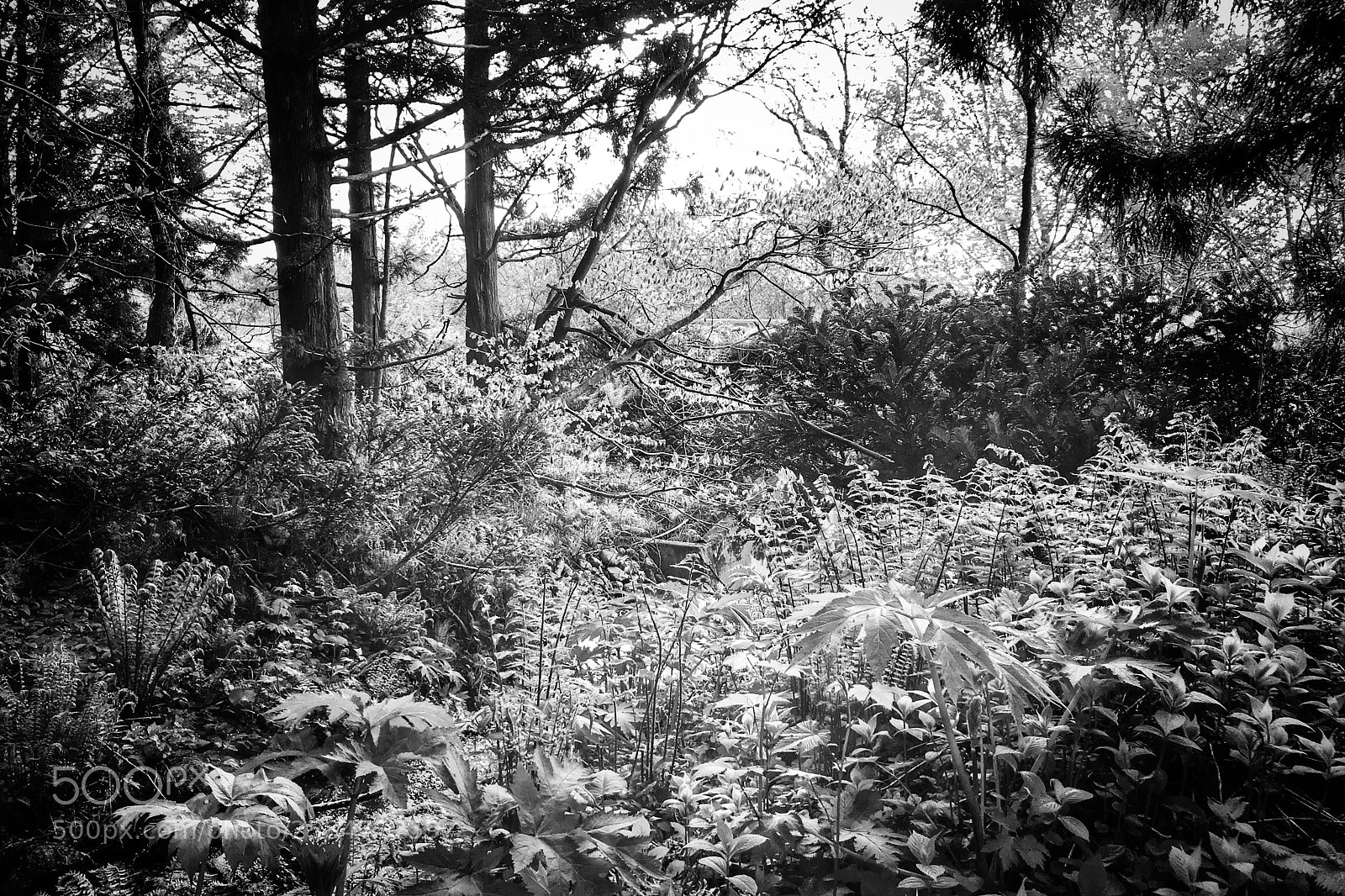 Apple iPhone 7 Plus sample photo. Forest 180519 photography