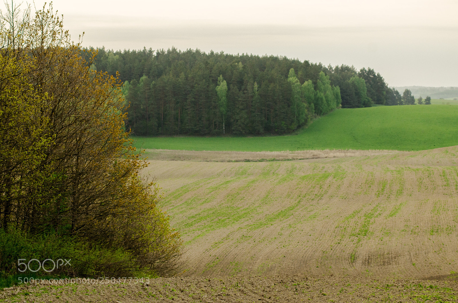 Nikon D7000 sample photo. Fields of warmia photography