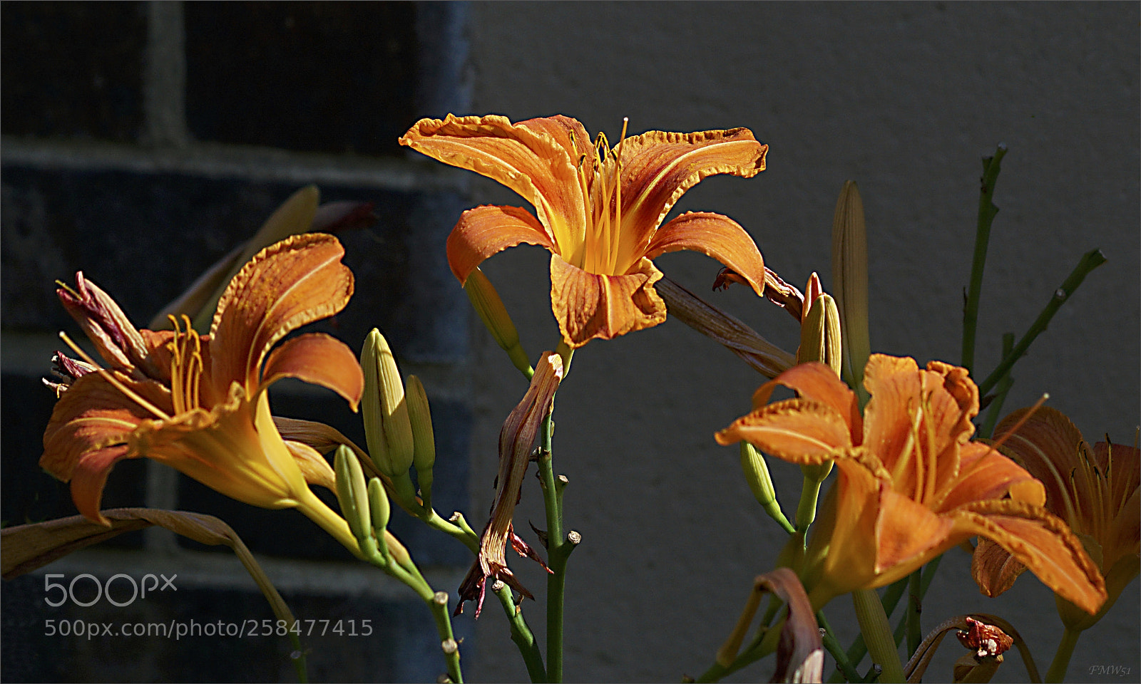 Sony ILCA-77M2 sample photo. Three daylilies in the photography