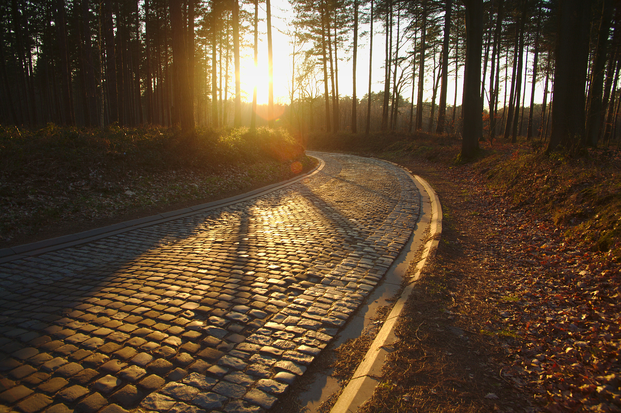 Canon EOS 5D sample photo. Sunset in the forest photography