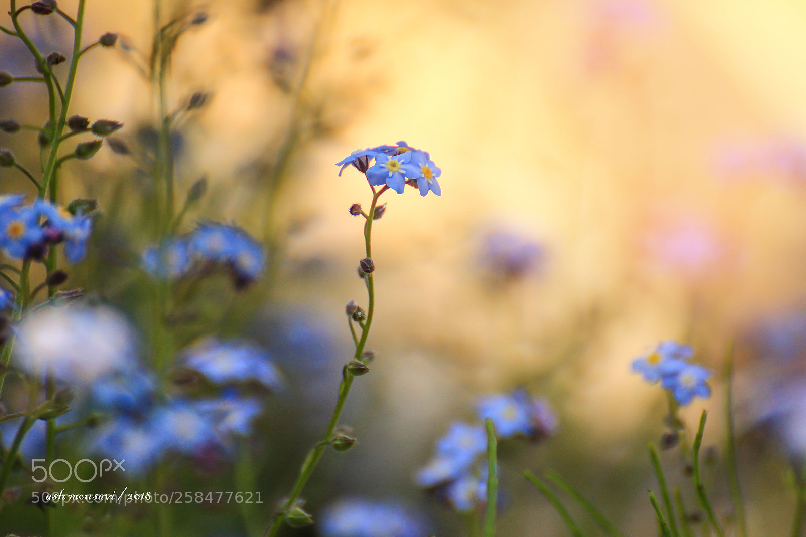 Canon EOS 60D sample photo. Doğadan... photography