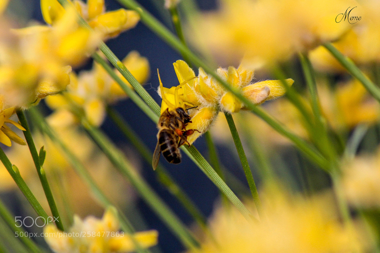 Canon EOS 1200D (EOS Rebel T5 / EOS Kiss X70 / EOS Hi) sample photo. Worker bee photography