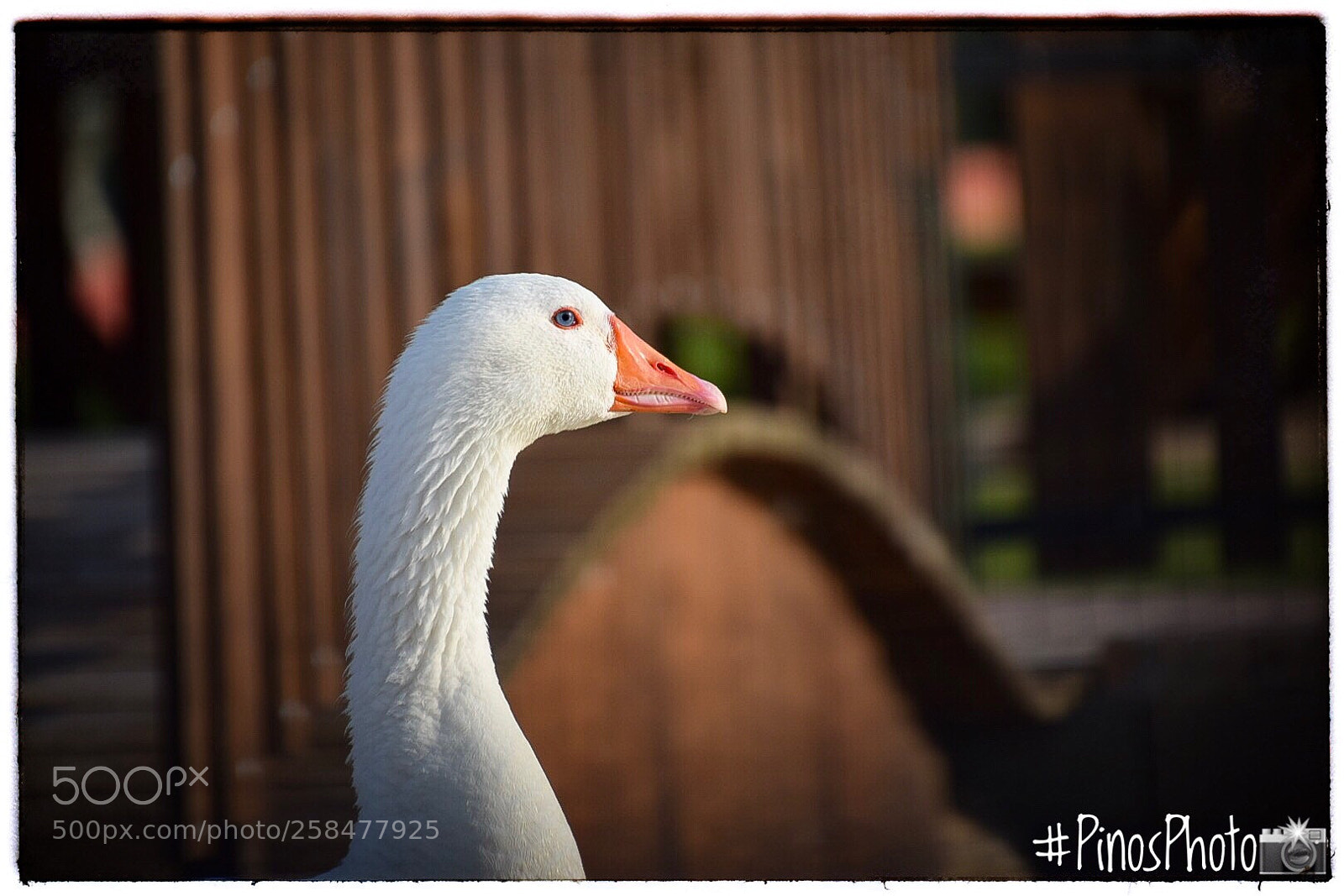 Nikon D5300 sample photo. Untitled photography