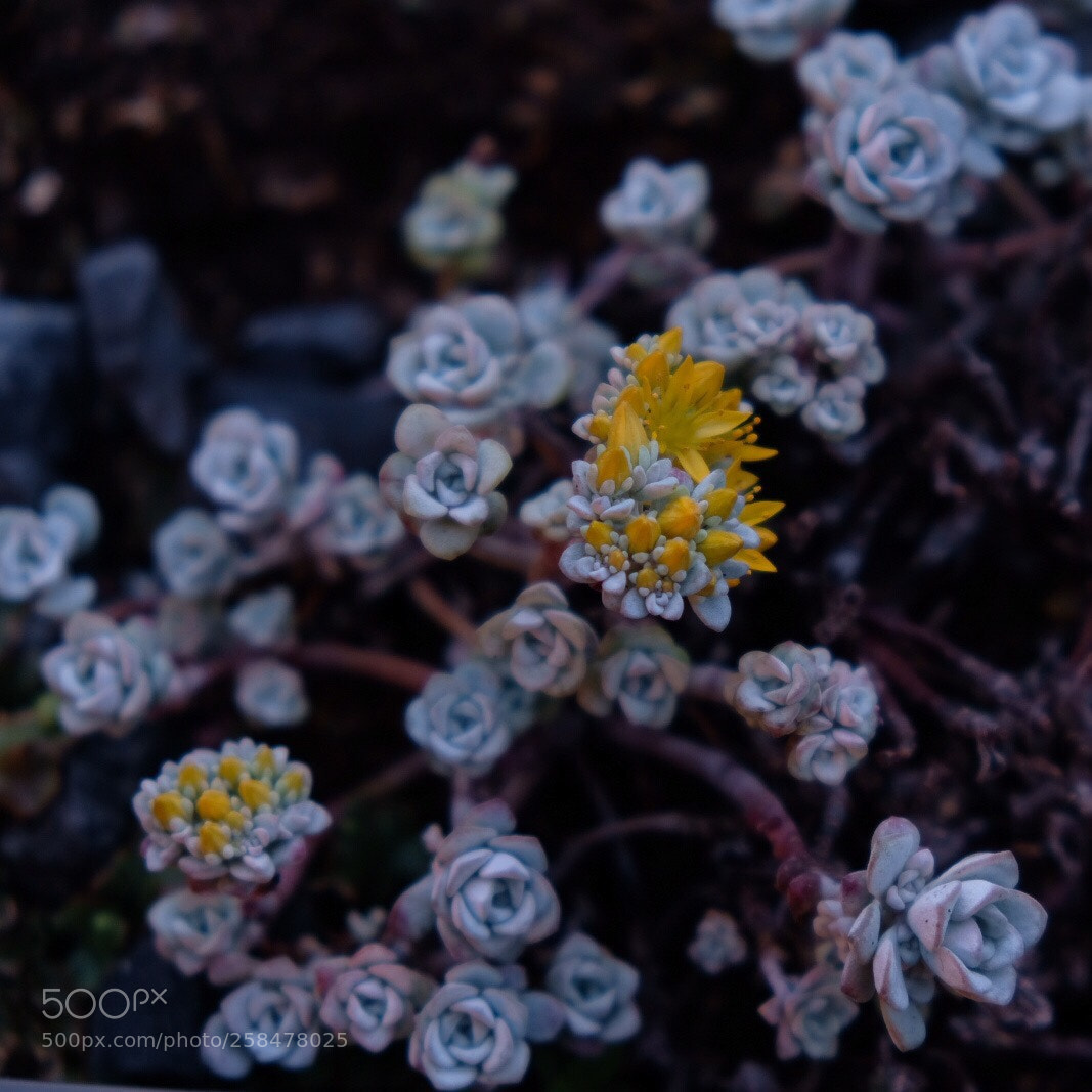 Fujifilm X-T20 sample photo. Untitled photography