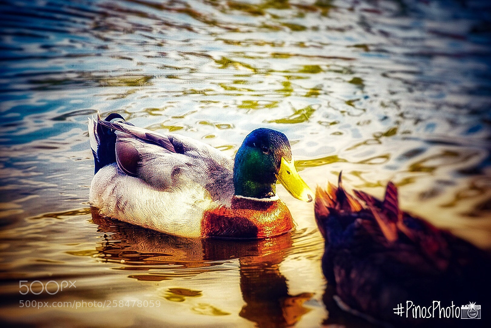 Nikon D5300 sample photo. Untitled photography