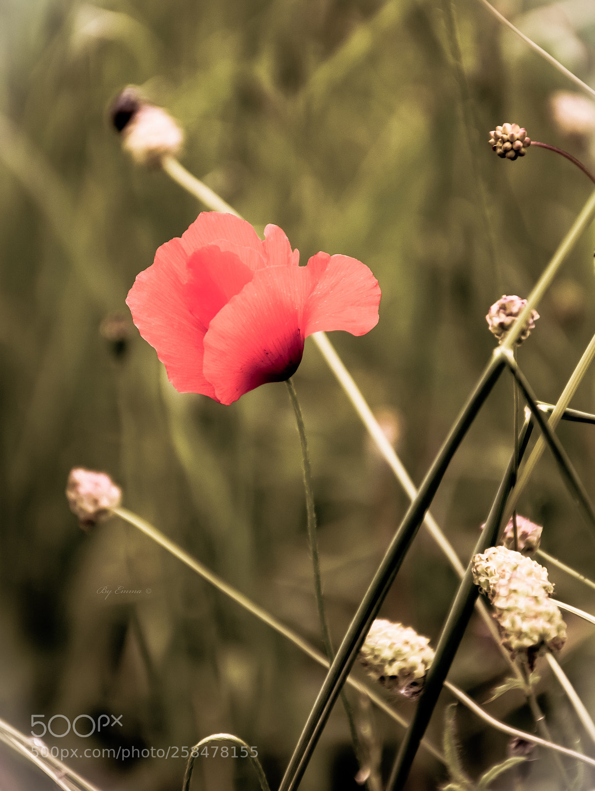 Nikon D3300 sample photo. Untitled photography