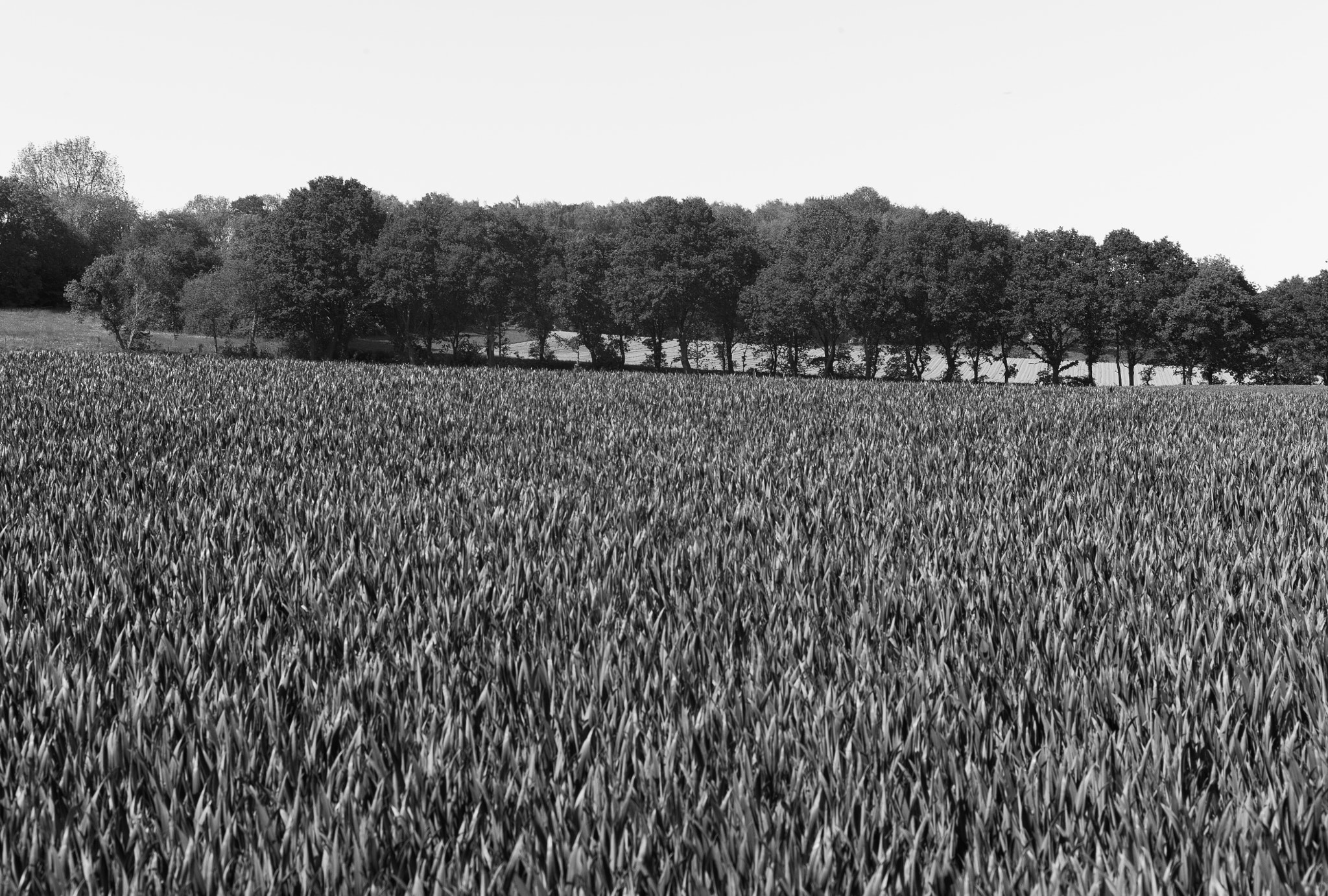 Summicron-M 50mm f/2 (IV, V) sample photo. Grain photography