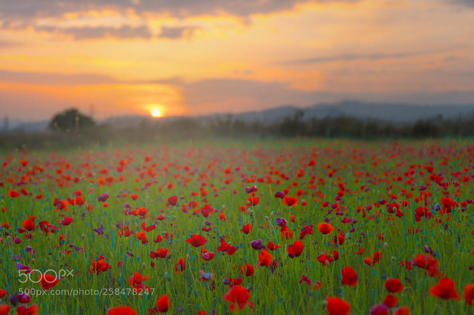 Sony a6000 sample photo. Poppies photography