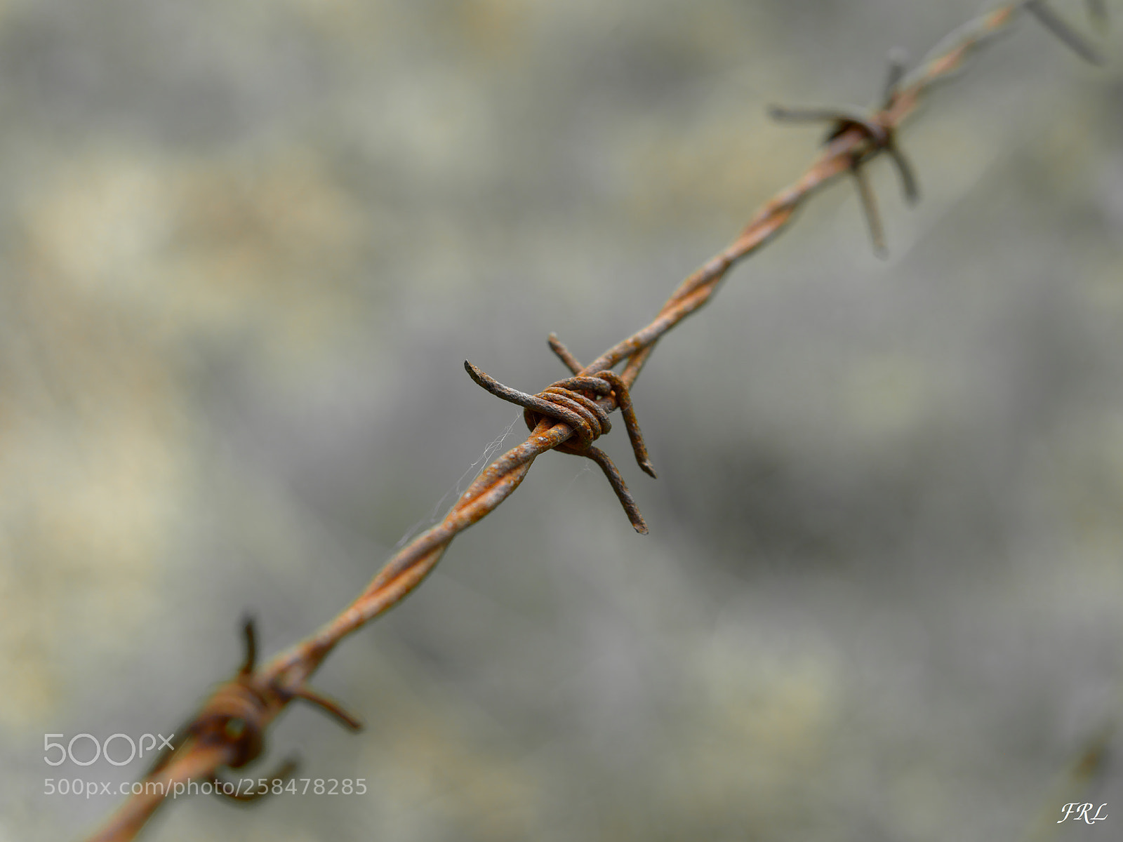 Olympus OM-D E-M10 sample photo. Barbed wire photography