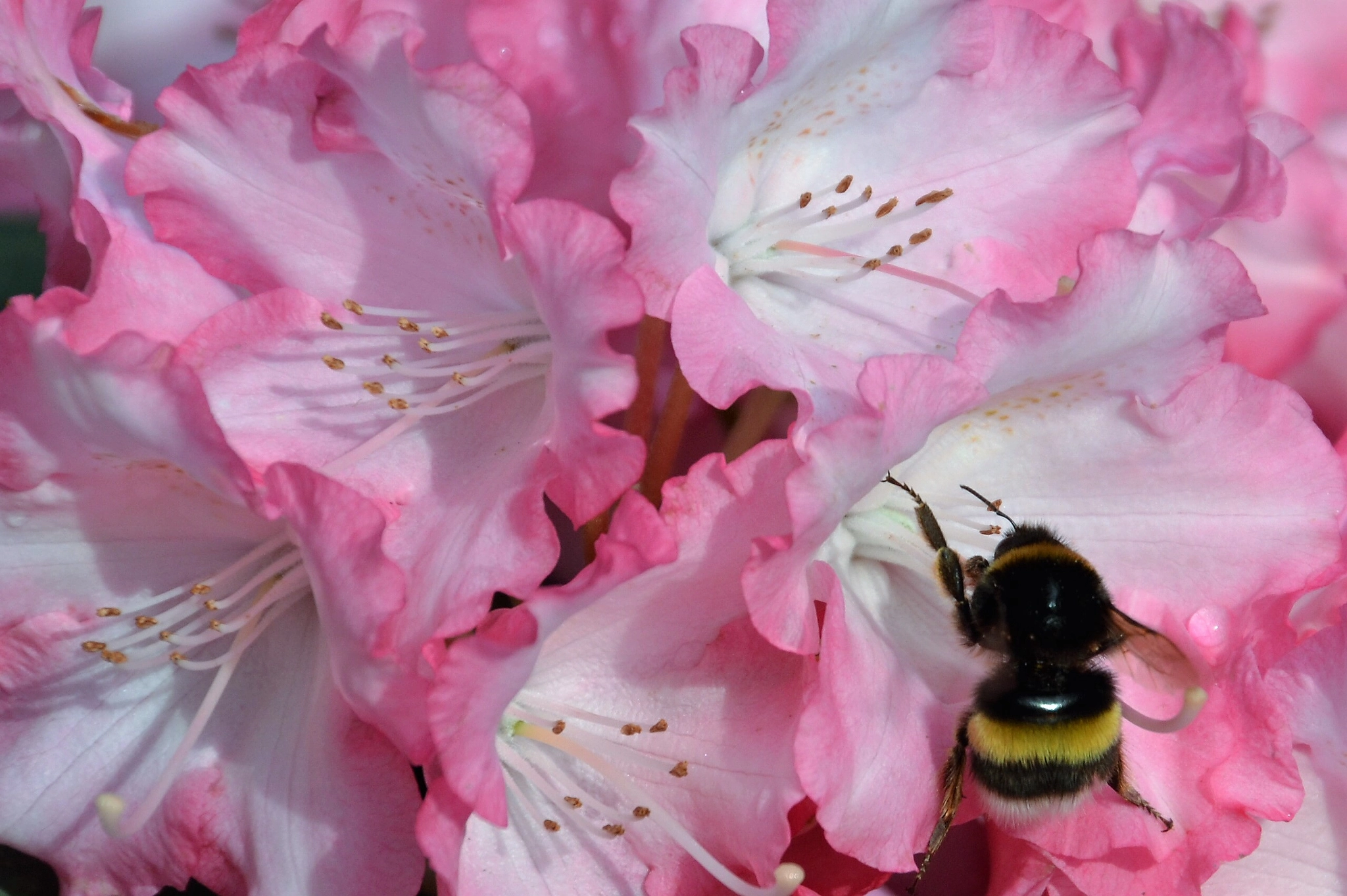 Nikon D3100 sample photo. Hummel in rhododendronblüte photography