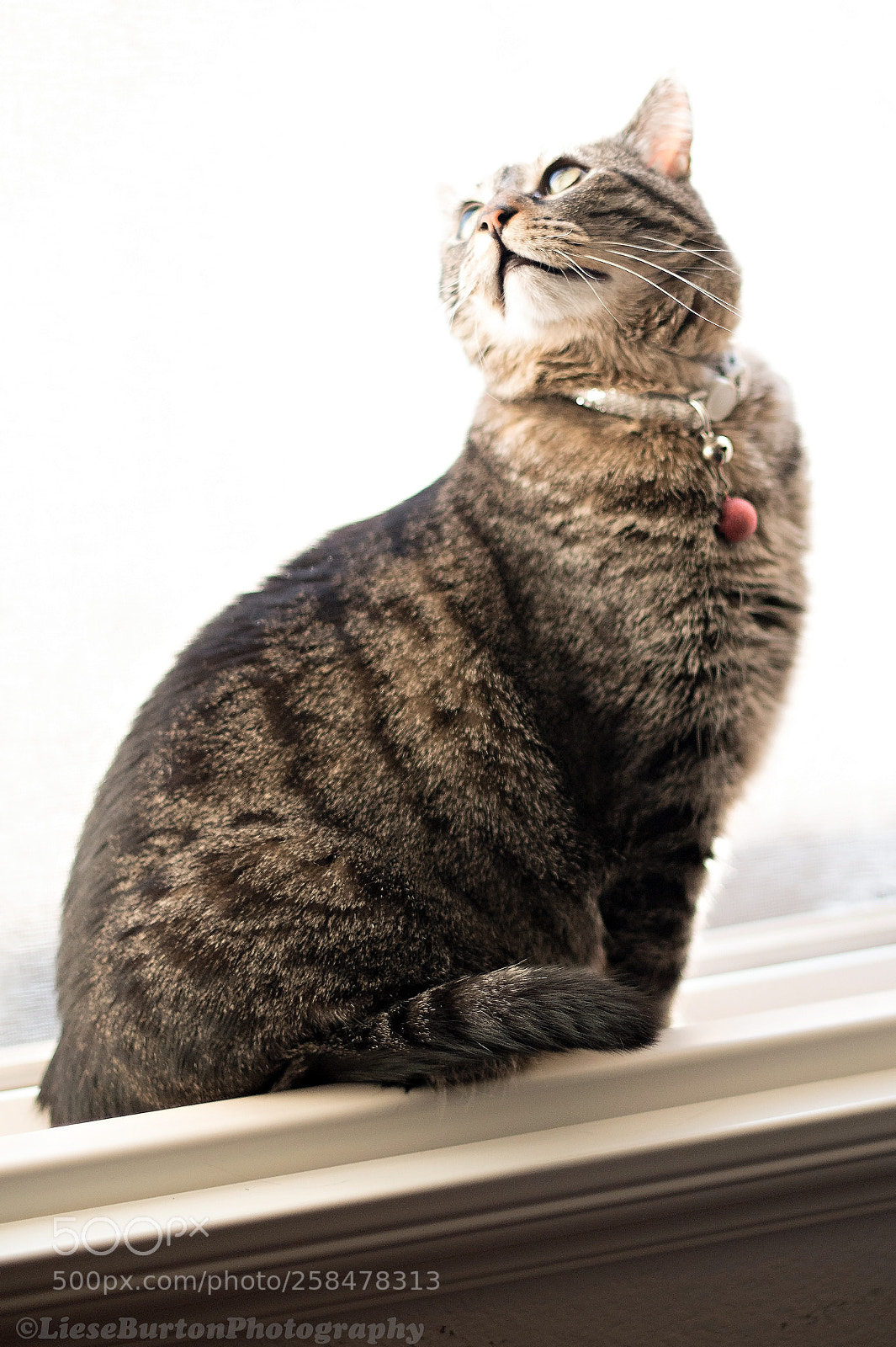 Nikon D750 sample photo. Holly in window photography