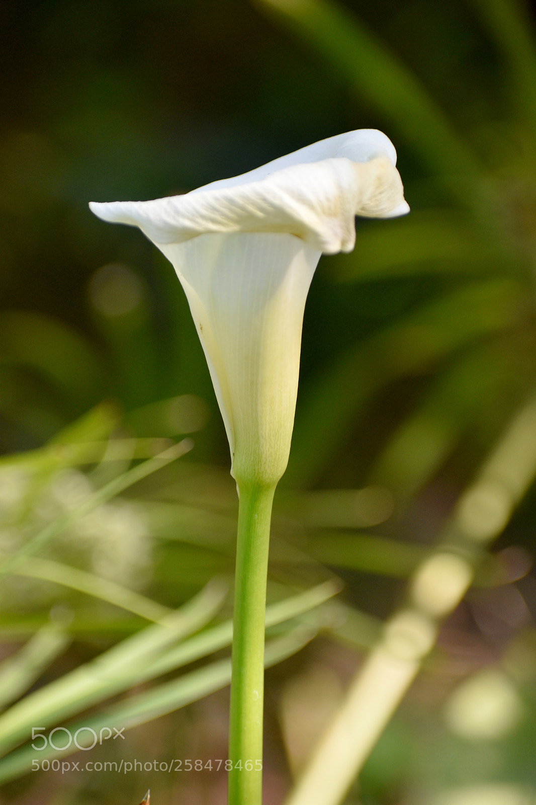 Nikon D3400 sample photo. Giant white lily photography