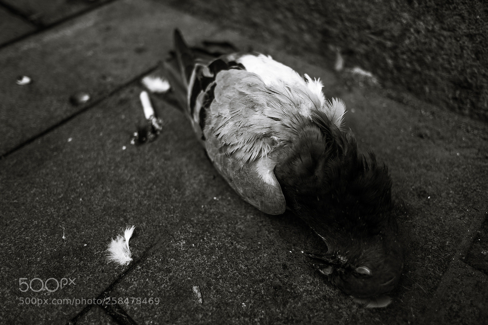 Fujifilm X-Pro1 sample photo. Fell on the pavement photography