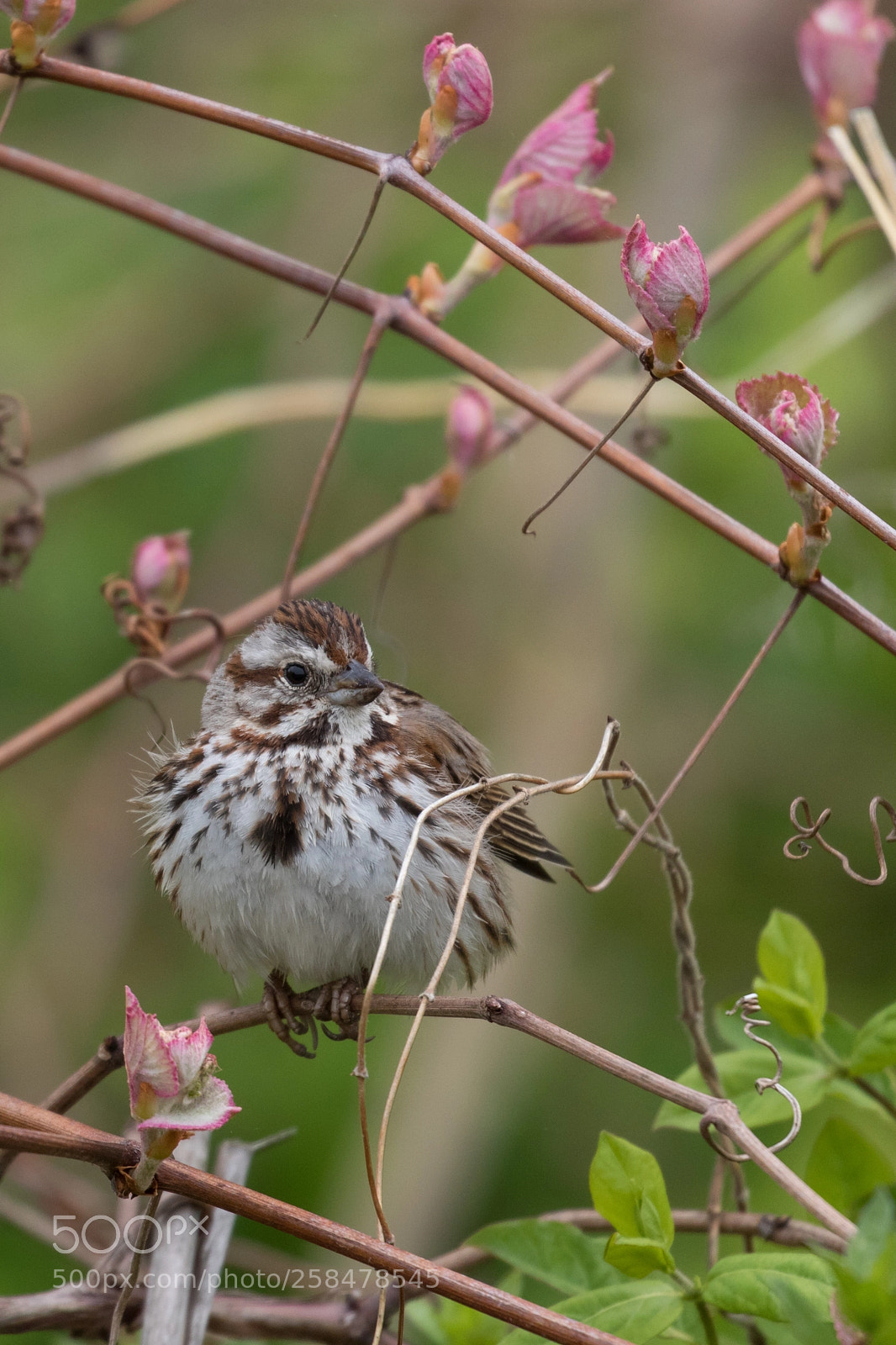 Canon EOS 7D Mark II sample photo. Song sparrow photography