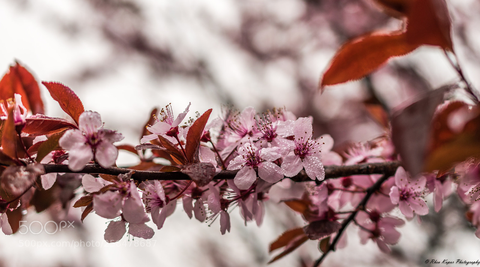Nikon D5600 sample photo. A wreath of spring photography