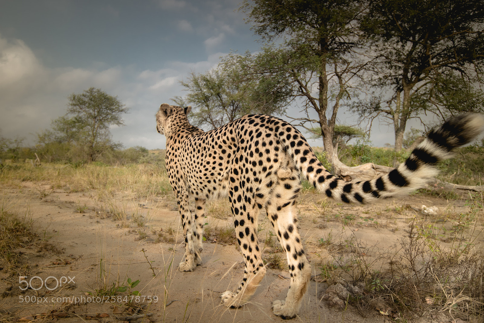 Canon EOS 5D Mark IV sample photo. The tail photography