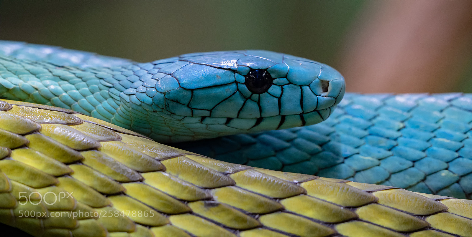 Olympus OM-D E-M1 sample photo. Mamba... photography