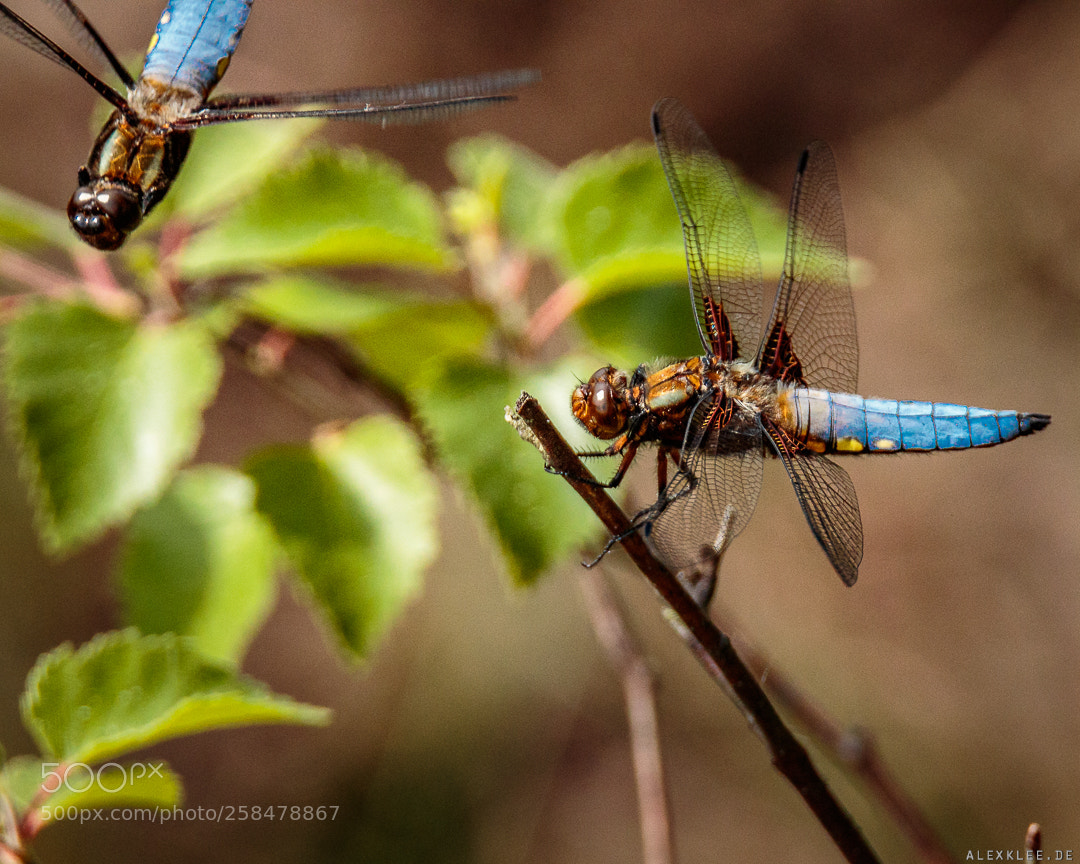 Canon EOS 7D Mark II sample photo. The black-tailed skimmer's rival photography